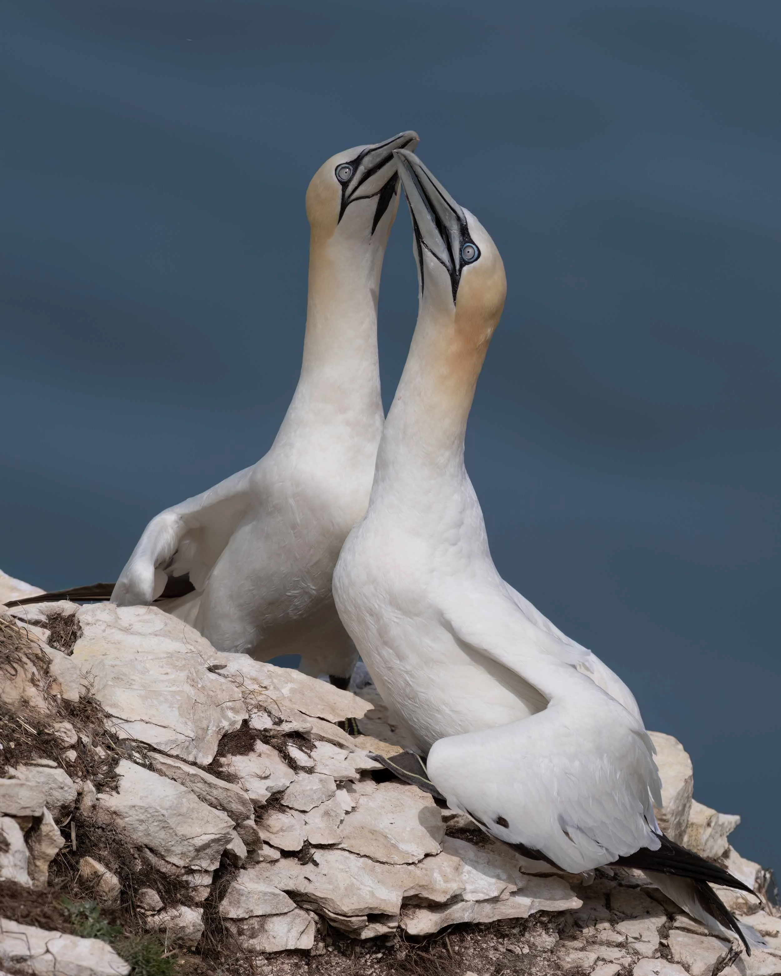 Northern Gannets | RSPB Bempton Cliffs