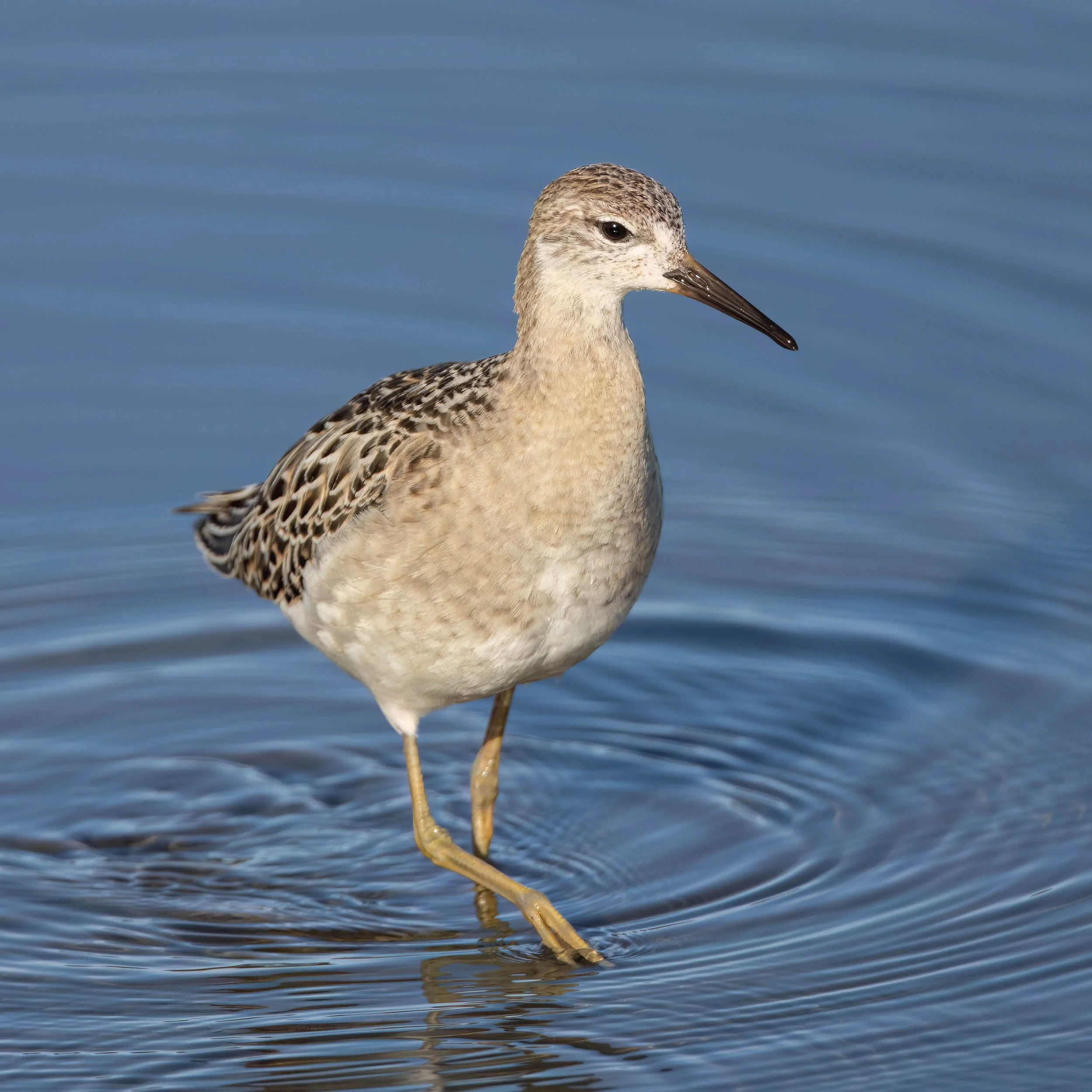 Ruff | RSPB Leighton Moss