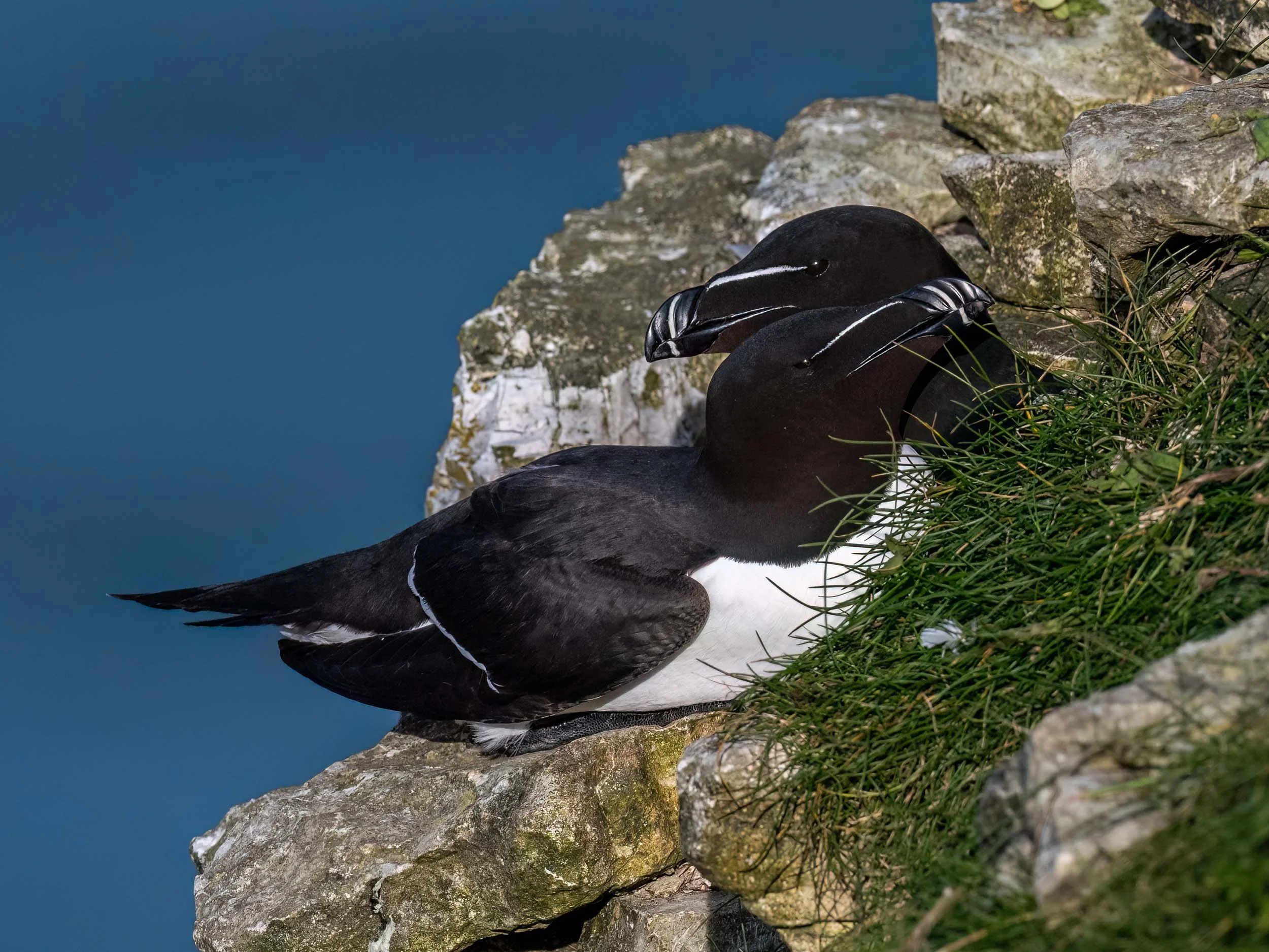 Razorbills | RSPB Bempton Cliffs