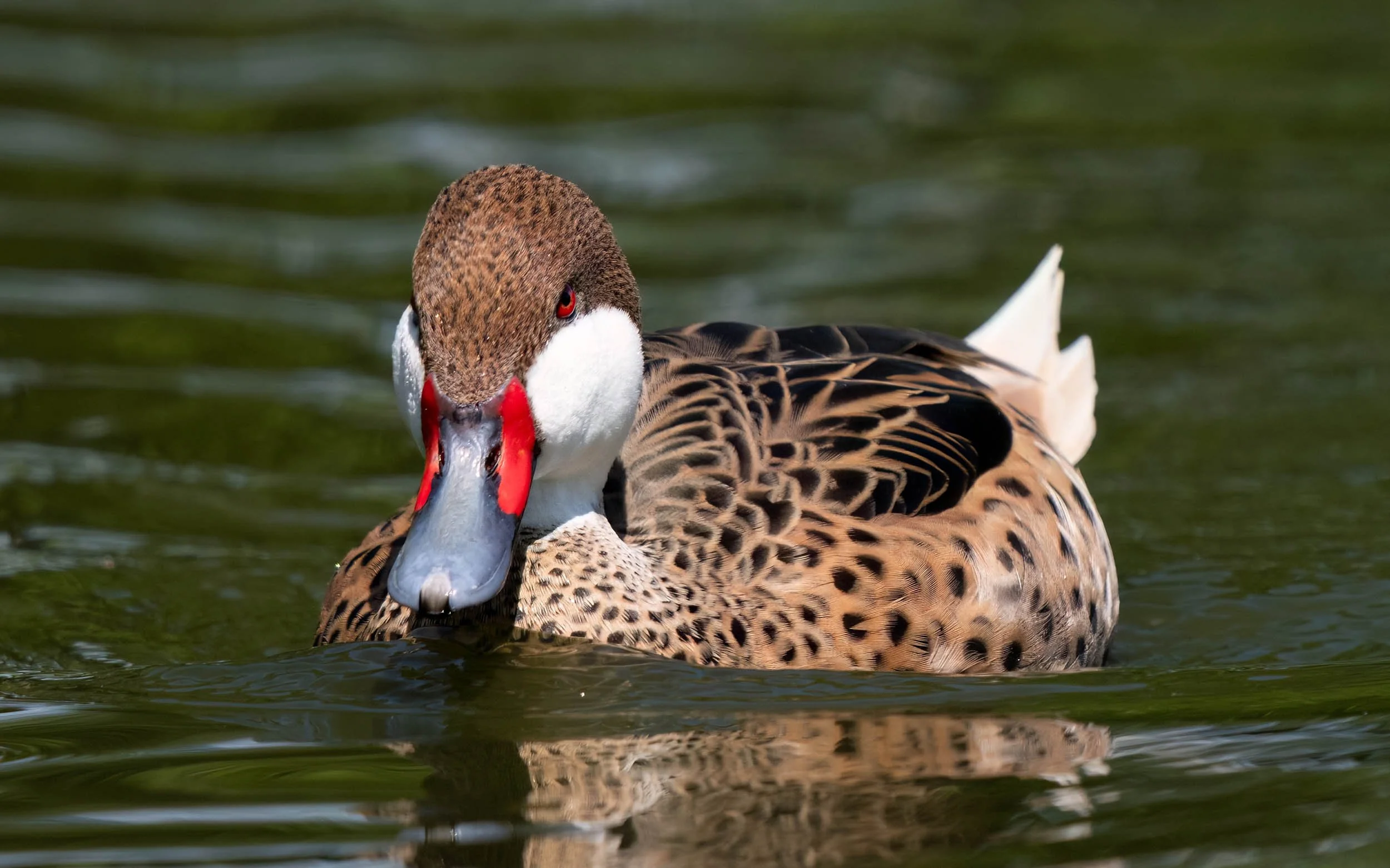 White Cheeked Pintail | Martin Mere WWT