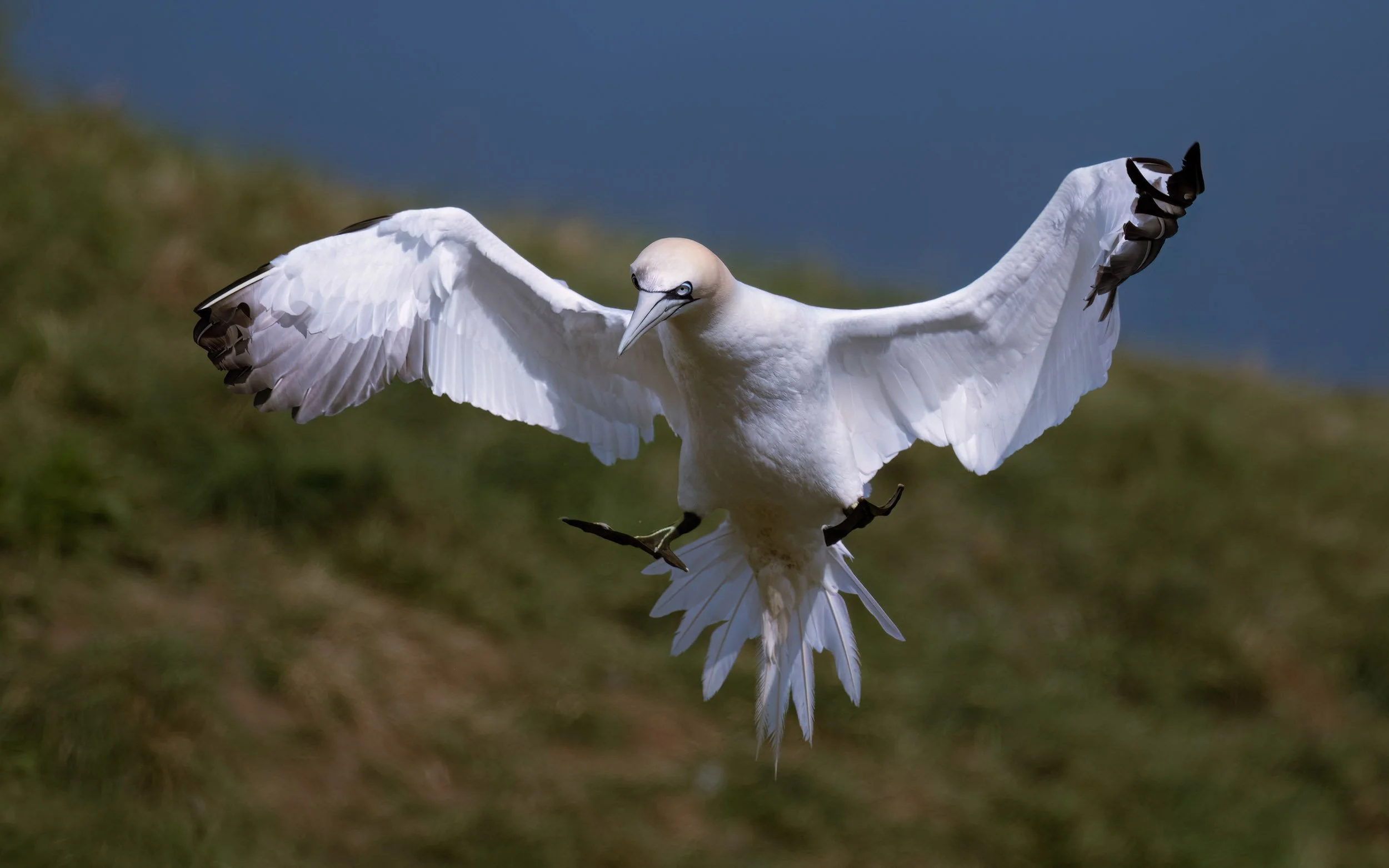 Northern Gannet | RSPB Bempton Cliffs