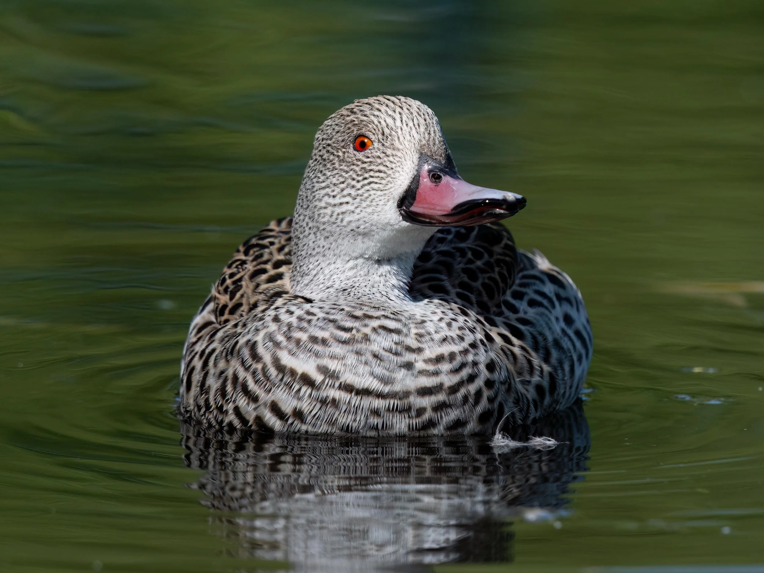 Cape Teal | Martin Mere WWT