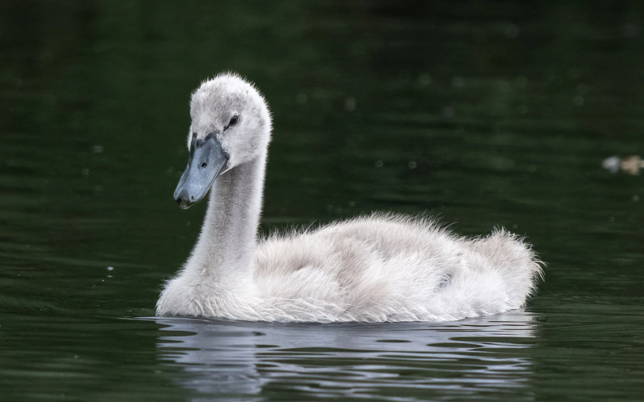 Mute Swan Cygnet | Slimbridge WWT