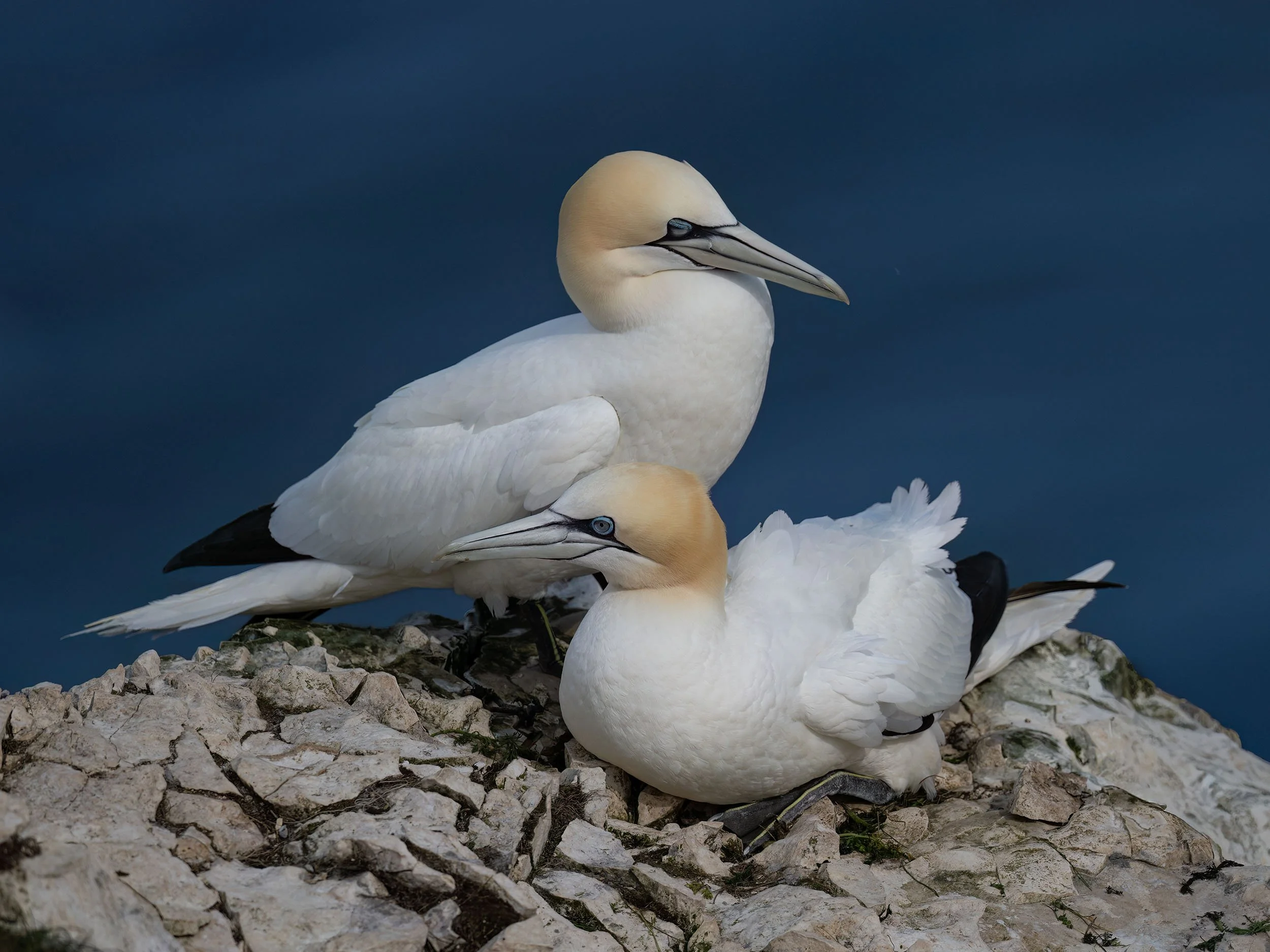 Northern Gannets | RSPB Bempton Cliffs