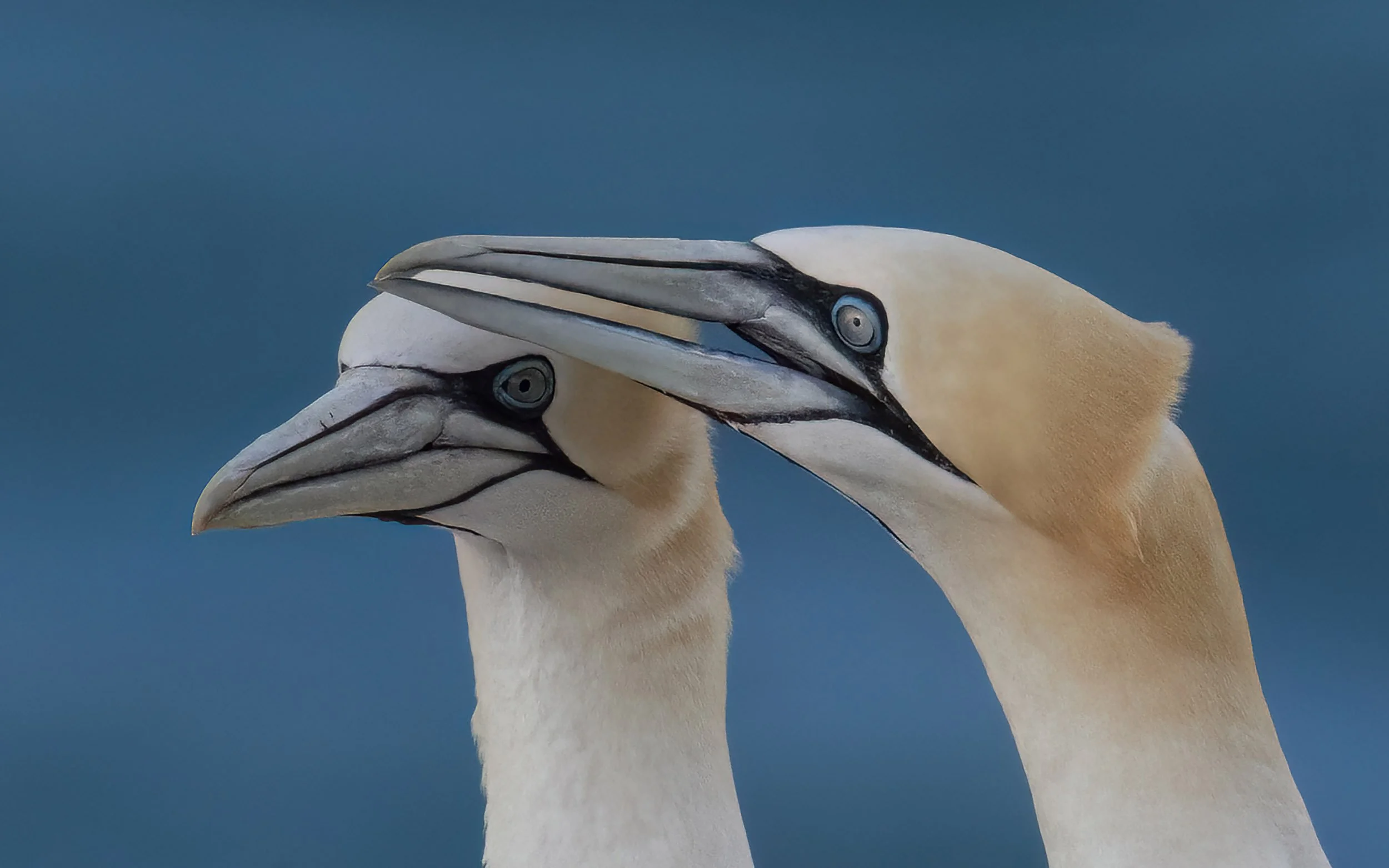 Northern Gannets | RSPB Bempton Cliffs