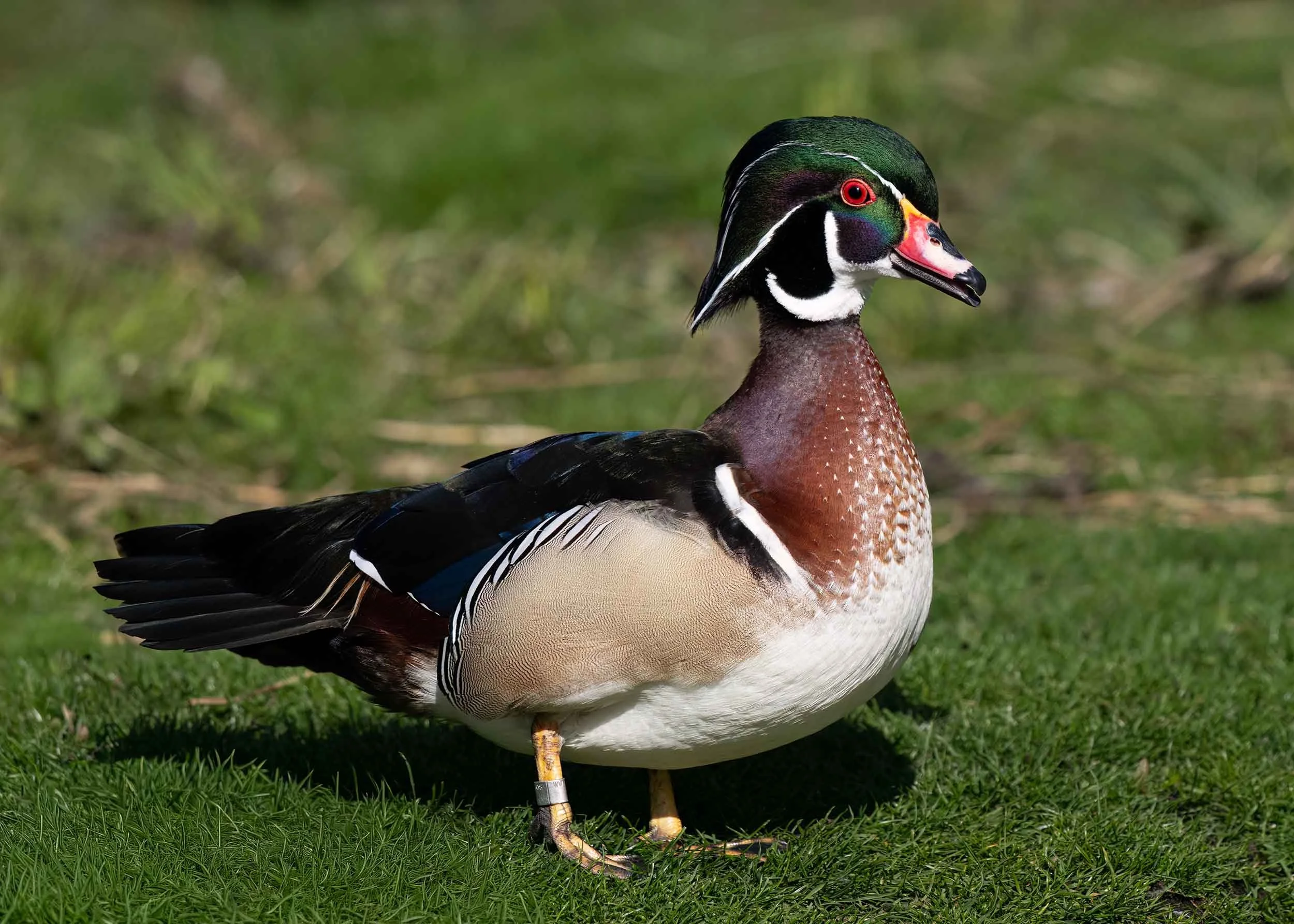 Carolina Duck | Martin Mere WWT