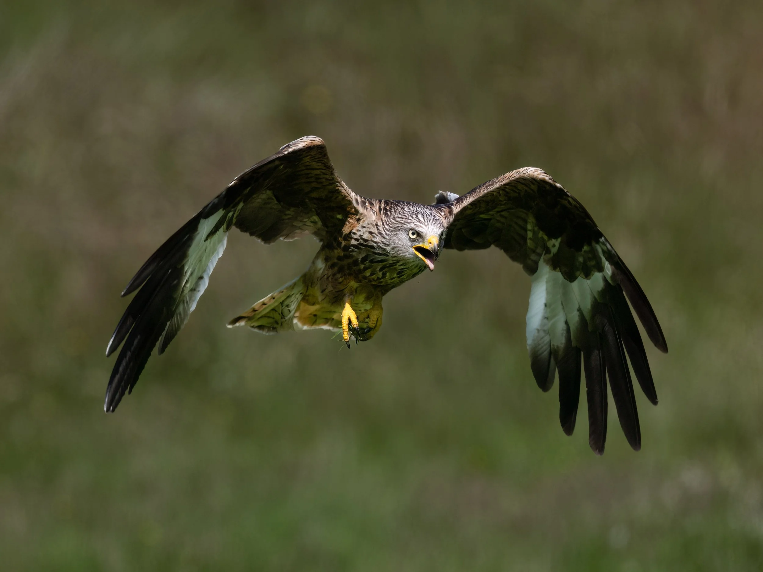 Red Kite | Gigrin Farm | Rhayader | Wales