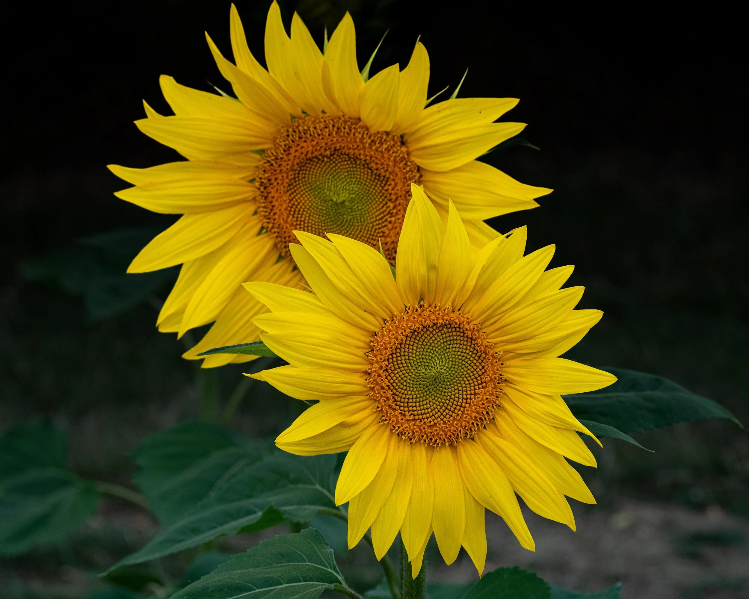 Sunflowers | Barlow | England