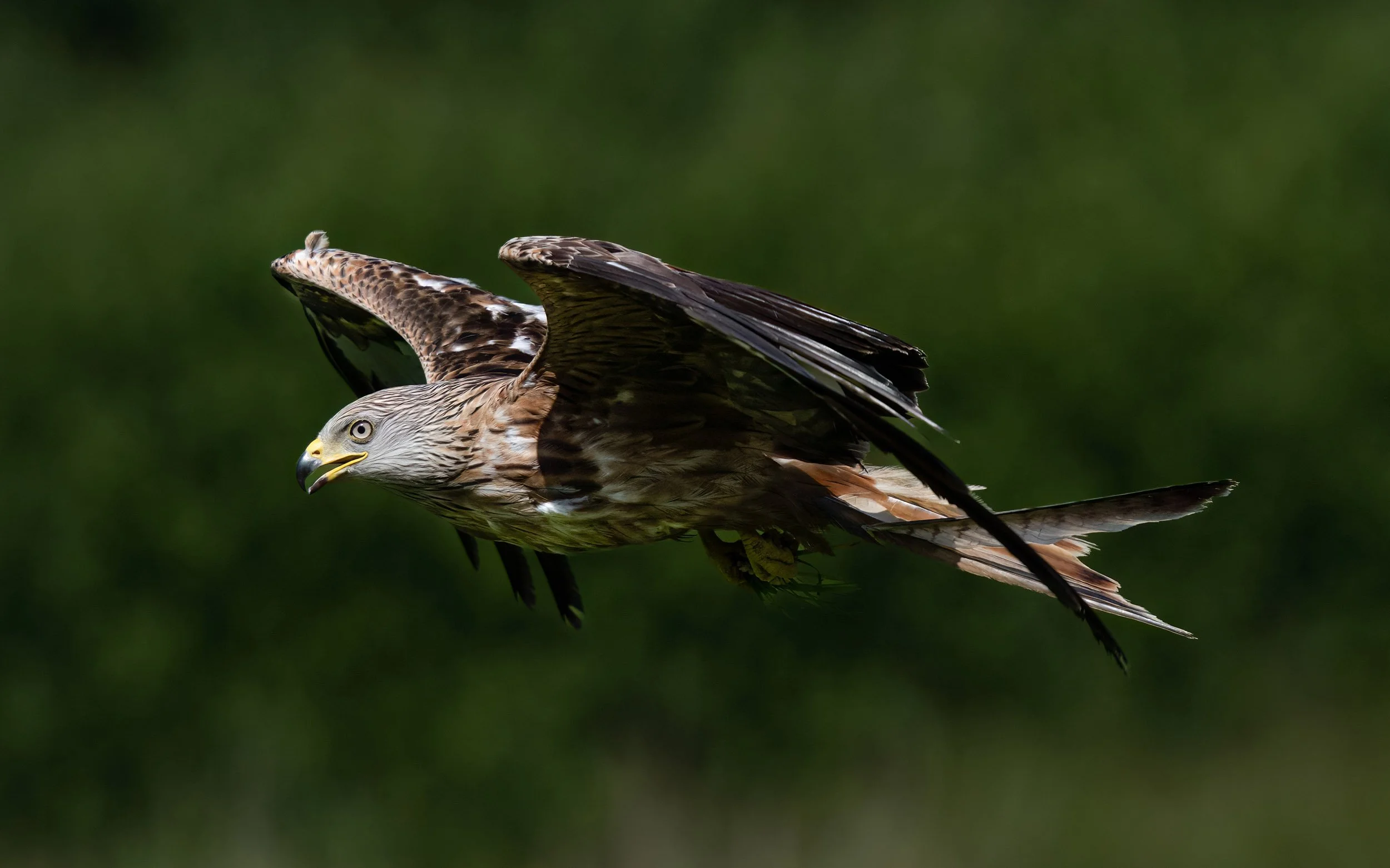 Red Kite | Gigrin Farm | Rhayader | Wales