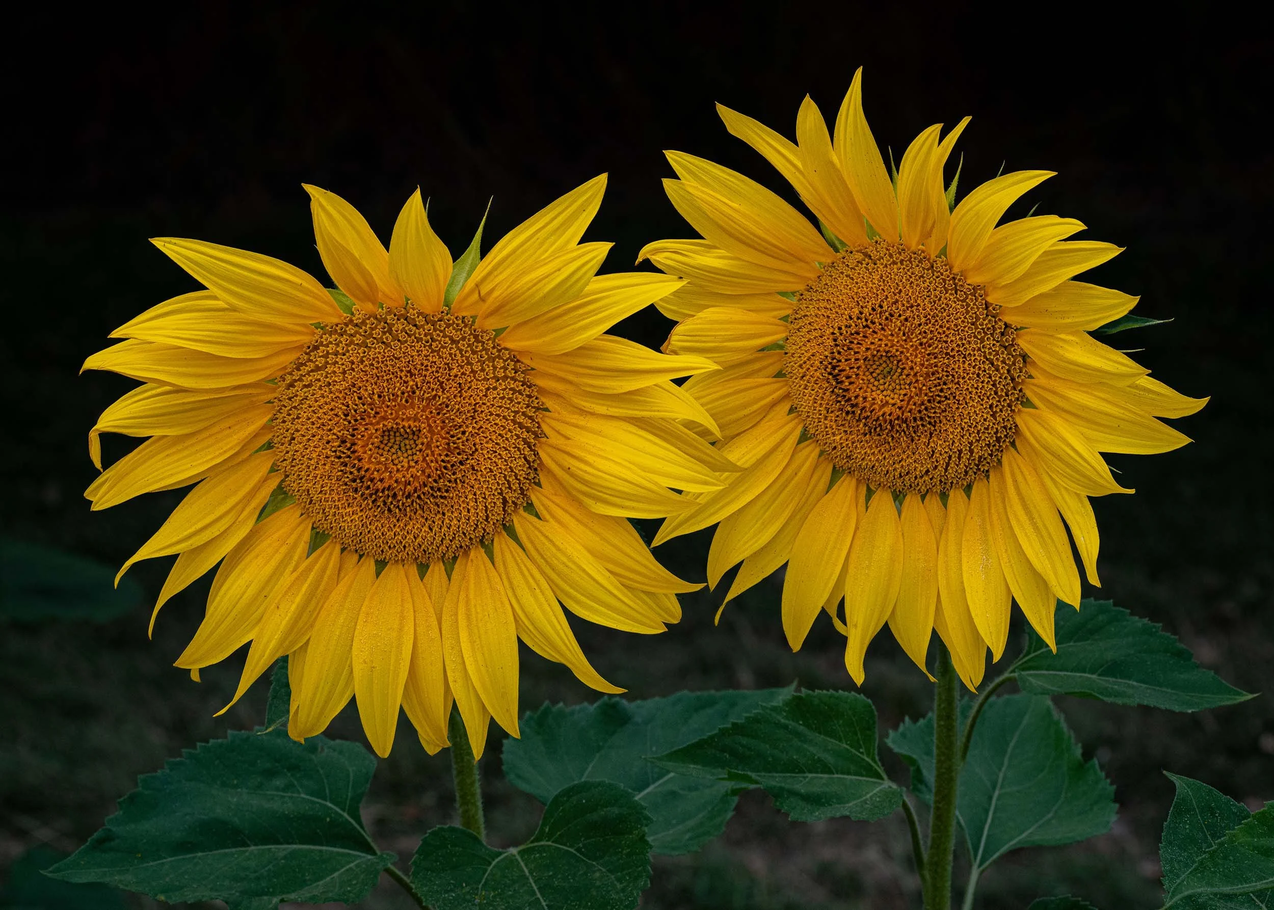 Sunflowers | Barlow | England