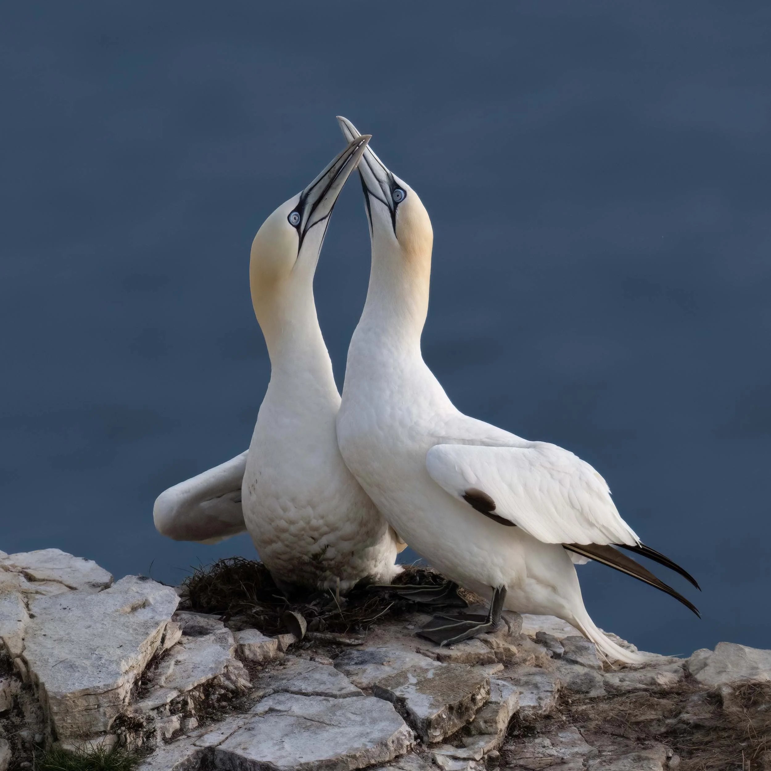Northern Gannets | RSPB Bempton Cliffs