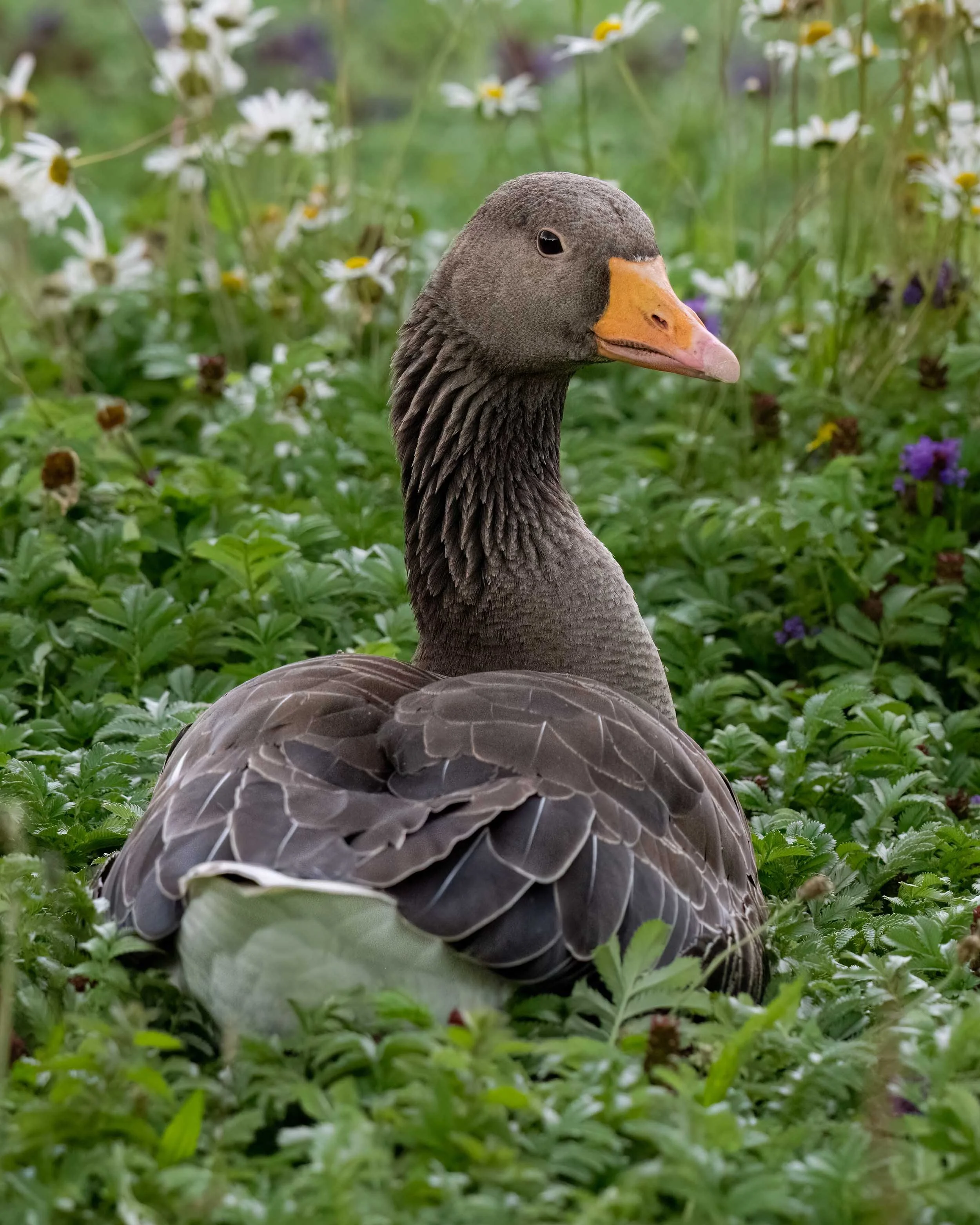 Greylag Goose | Slimbridge WWT