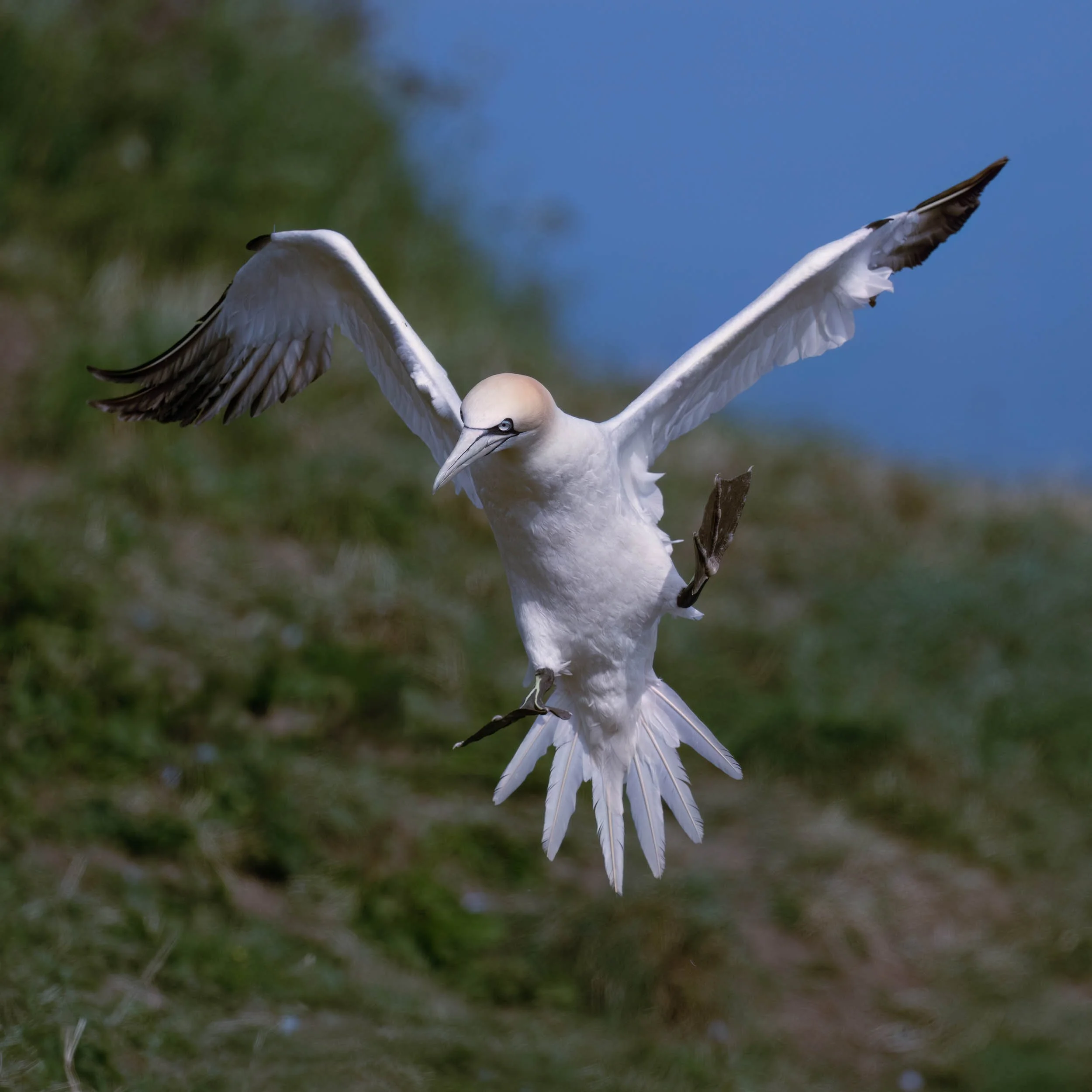 Northern Gannet | RSPB Bempton Cliffs