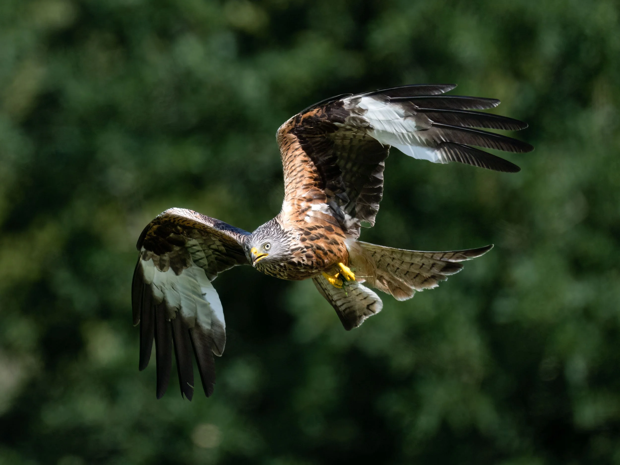 Red Kite | Gigrin Farm | Rhayader | Wales