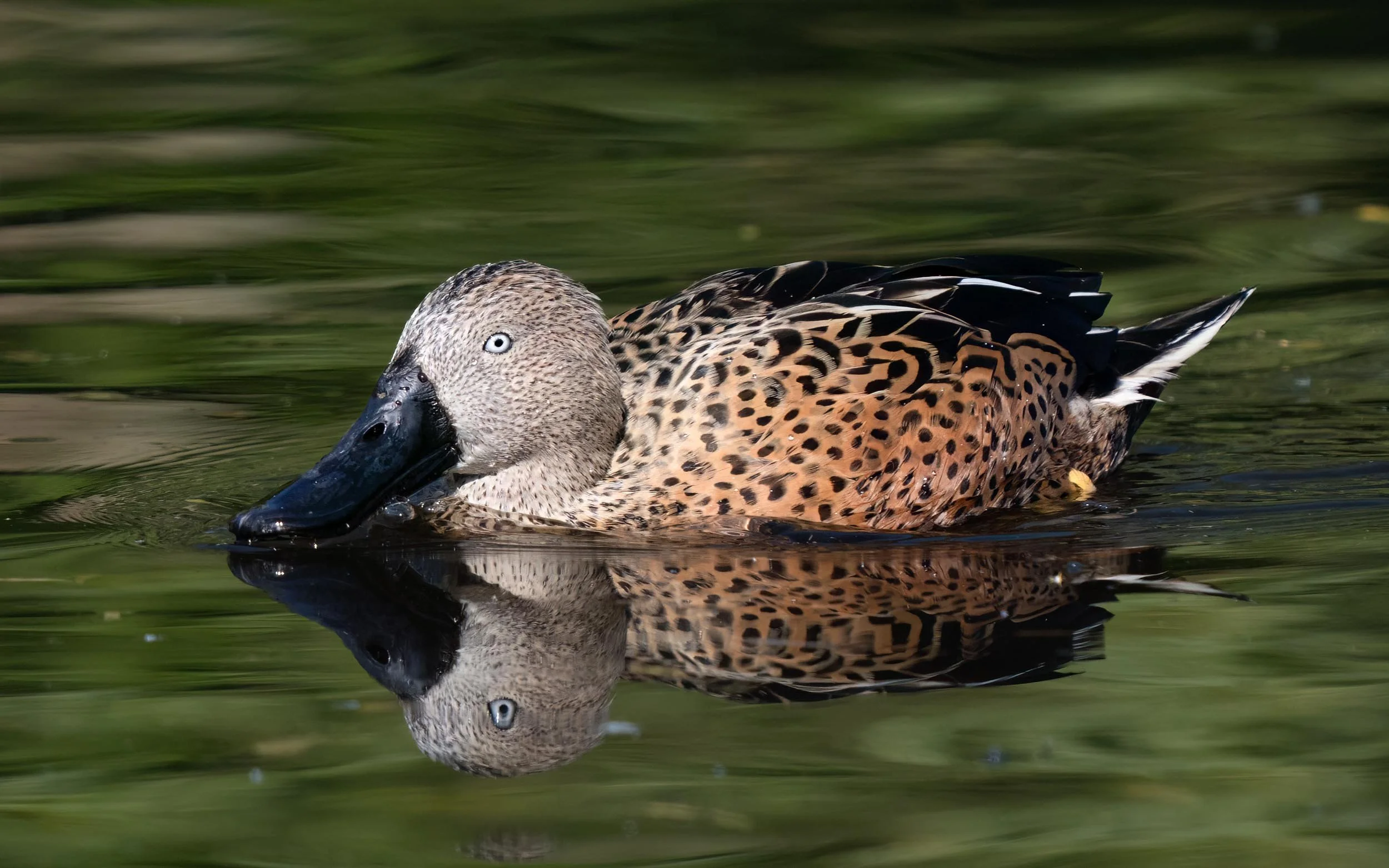 Red Shoveler | Martin Mere WWT