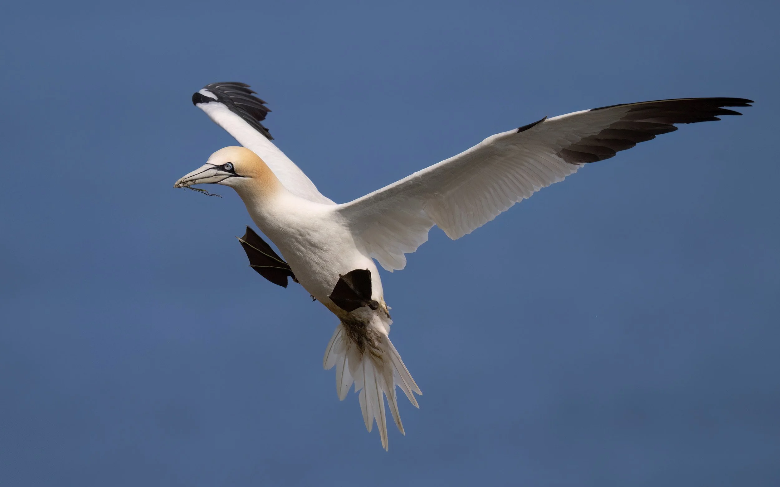 Northern Gannet | RSPB Bempton Cliffs