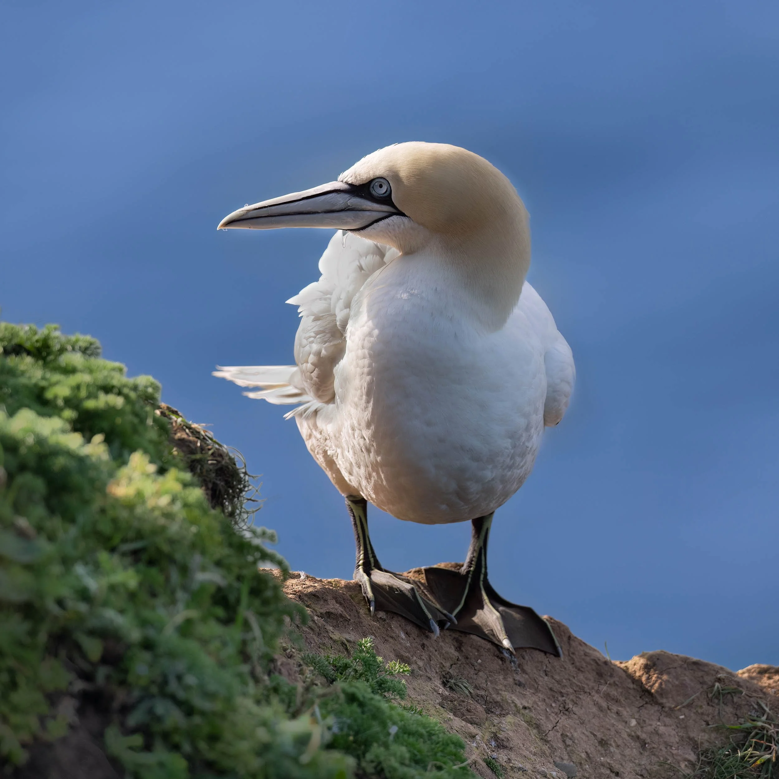 Northern Gannet | RSPB Bempton Cliffs