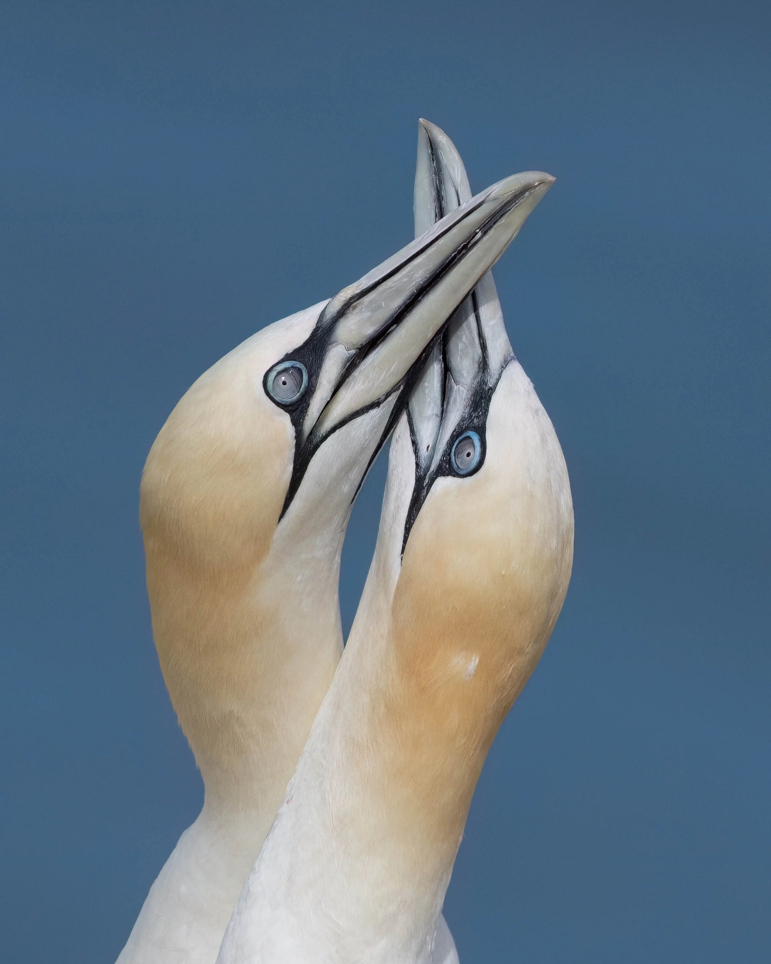 Northern Gannets | RSPB Bempton Cliffs