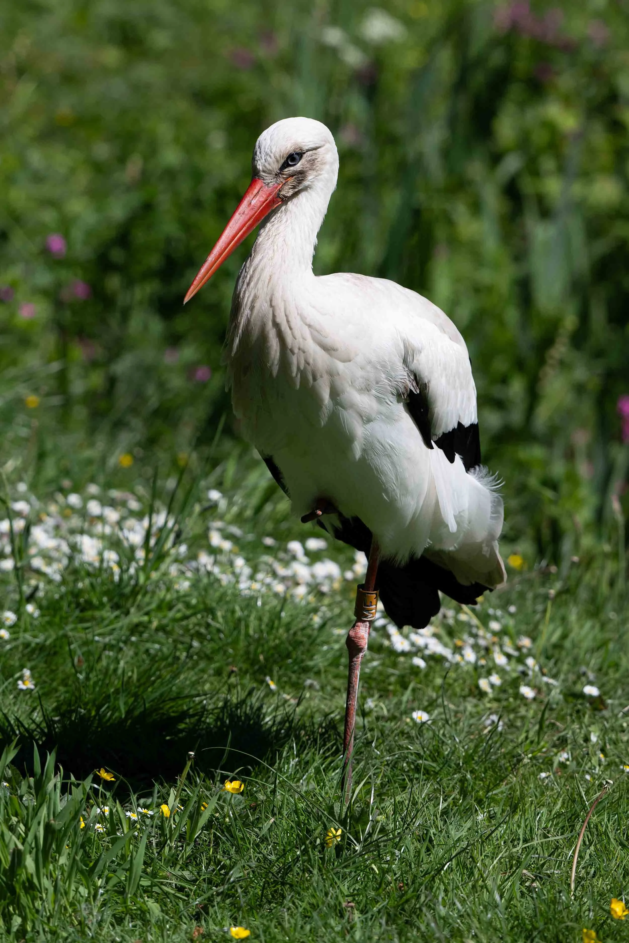White Stork | Martin Mere WWT