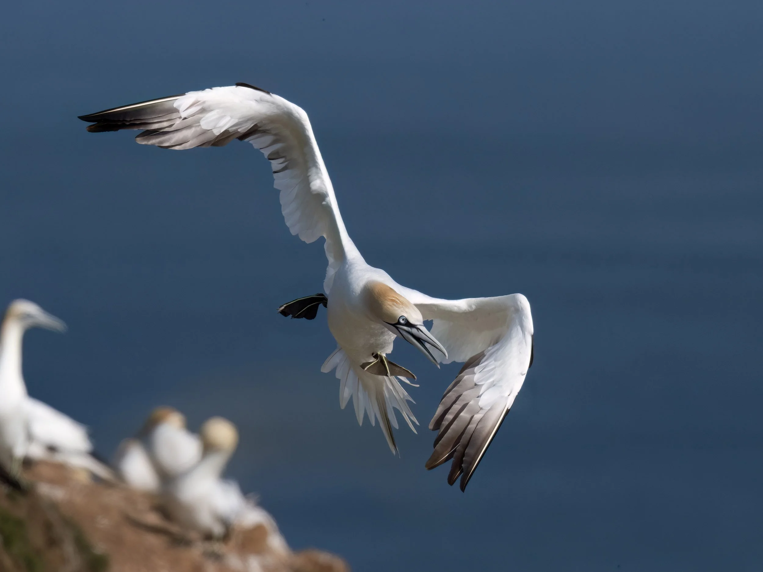 Northern Gannet | RSPB Bempton Cliffs