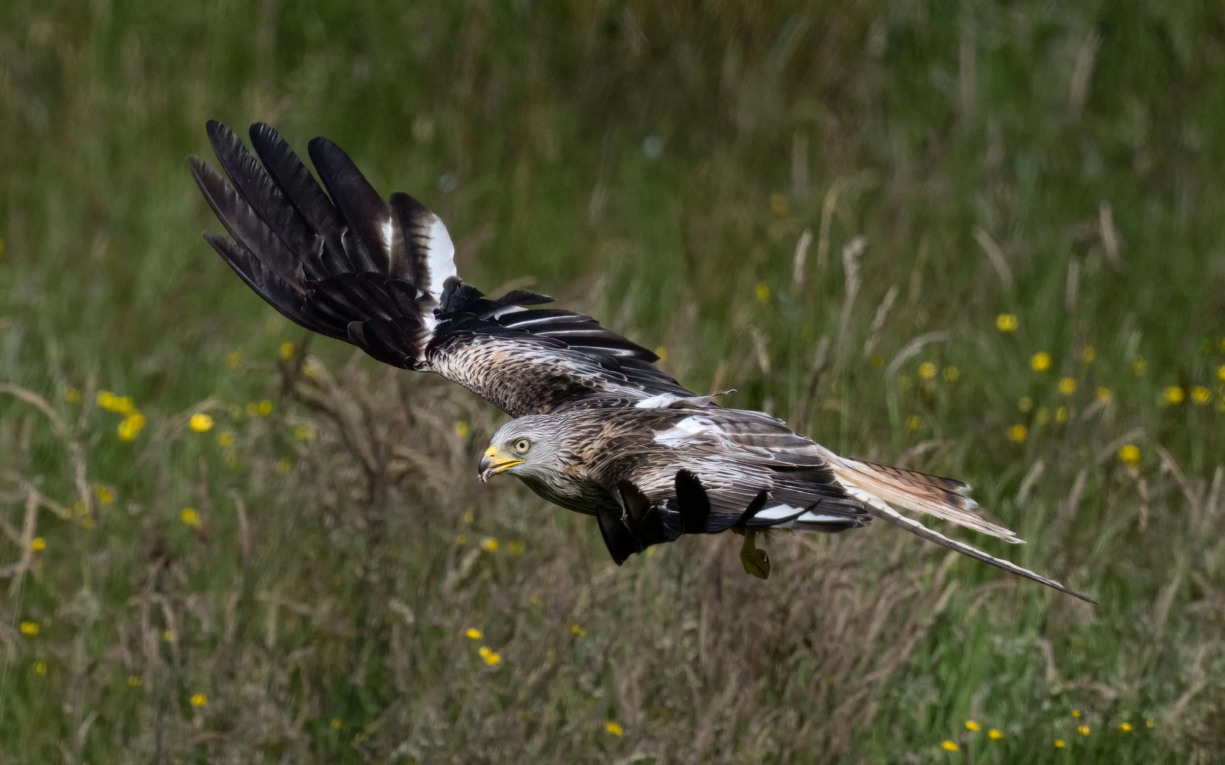 Red Kite | Gigrin Farm | Rhayader | Wales
