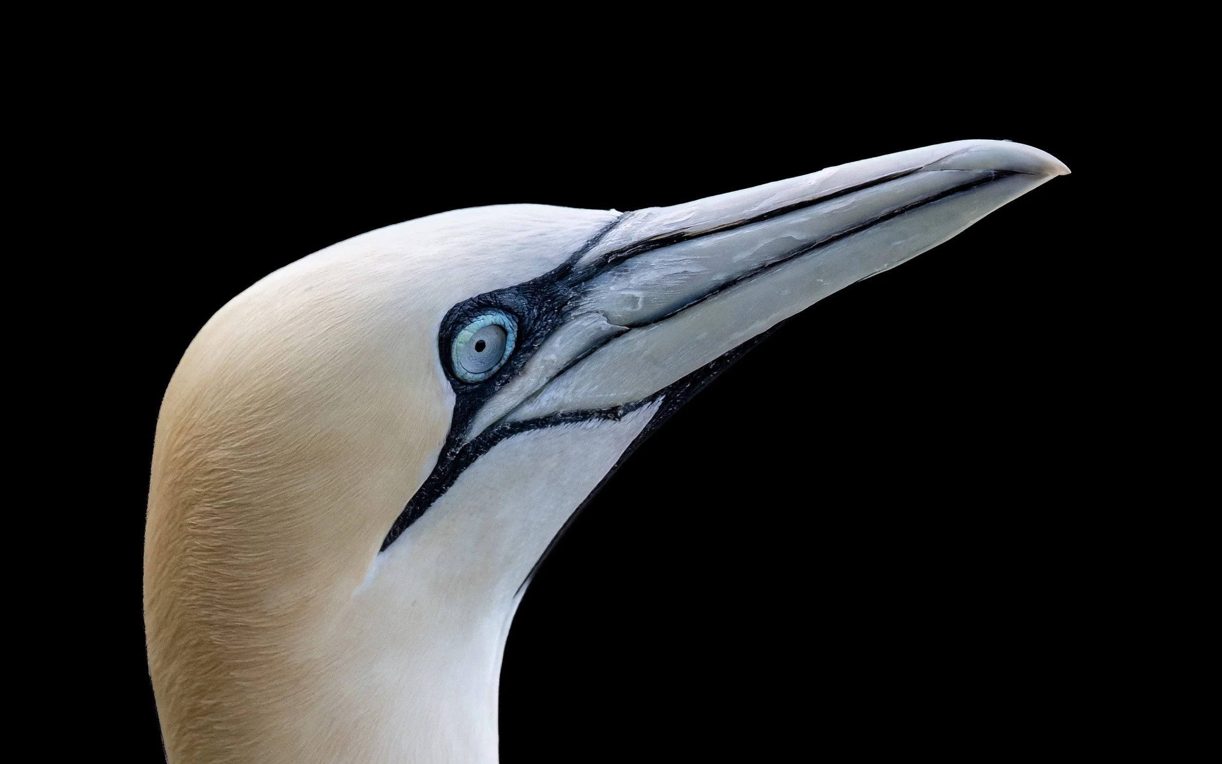 Northern Gannet | RSPB Bempton Cliffs