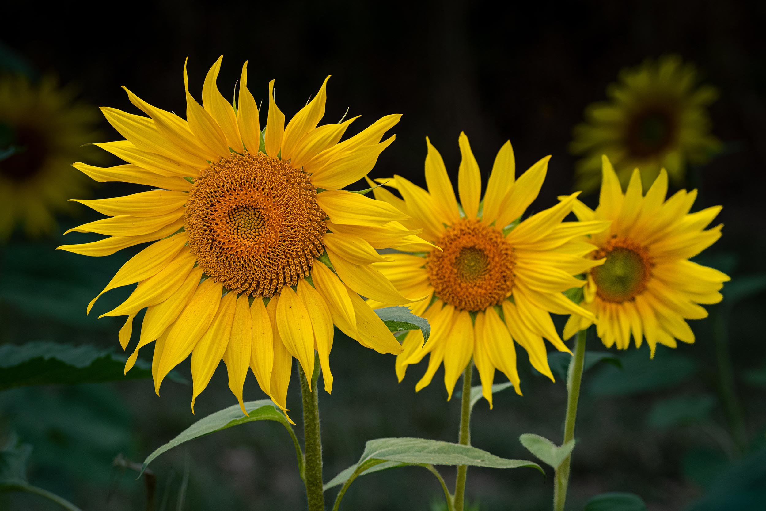 Sunflowers | Barlow | England