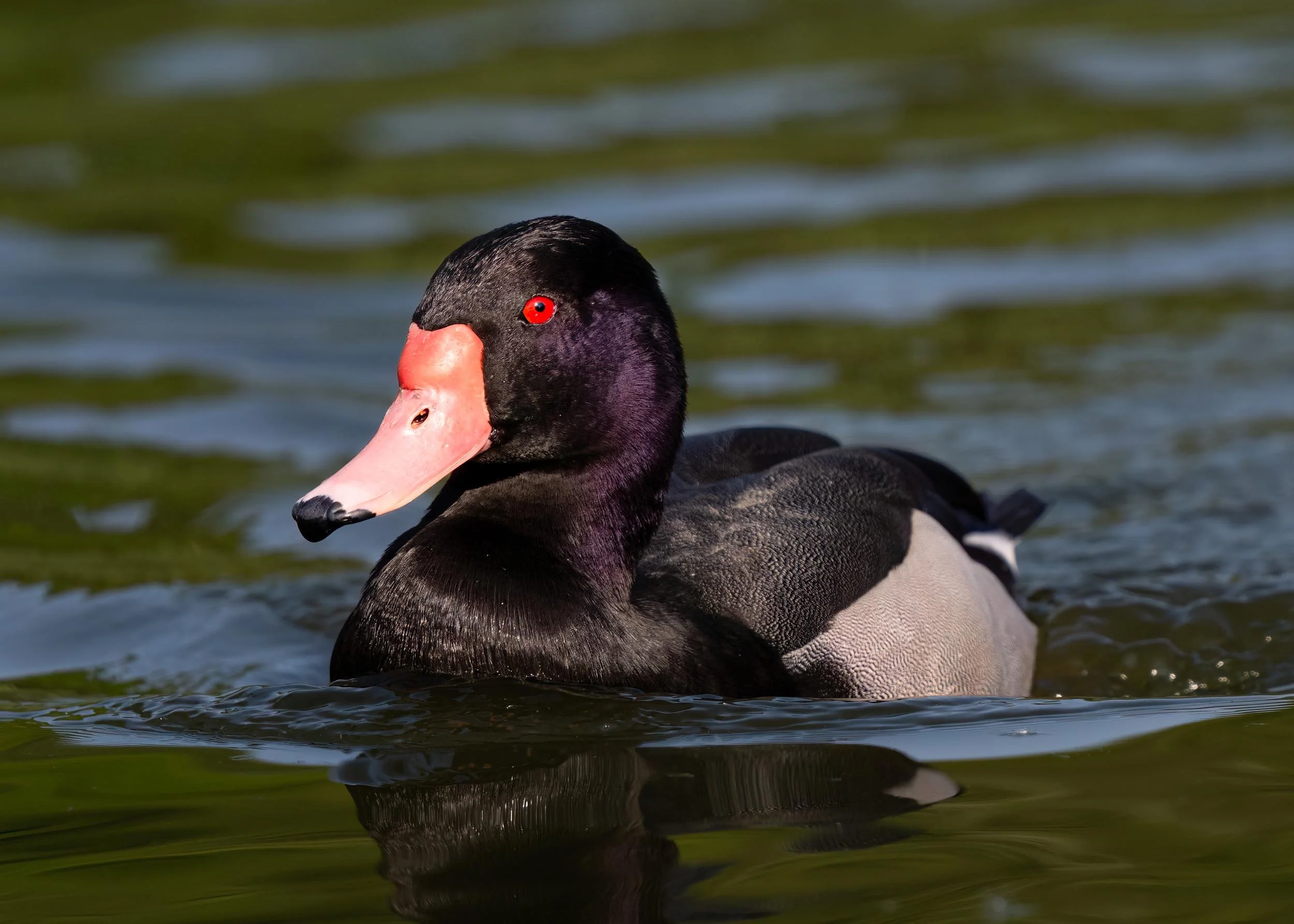 Rosy-billed Pochard | Martin Mere WWT