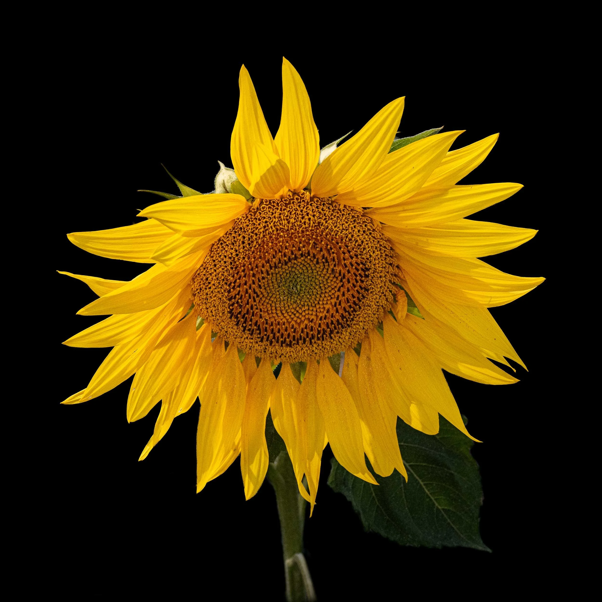 Sunflower | Barlow | England