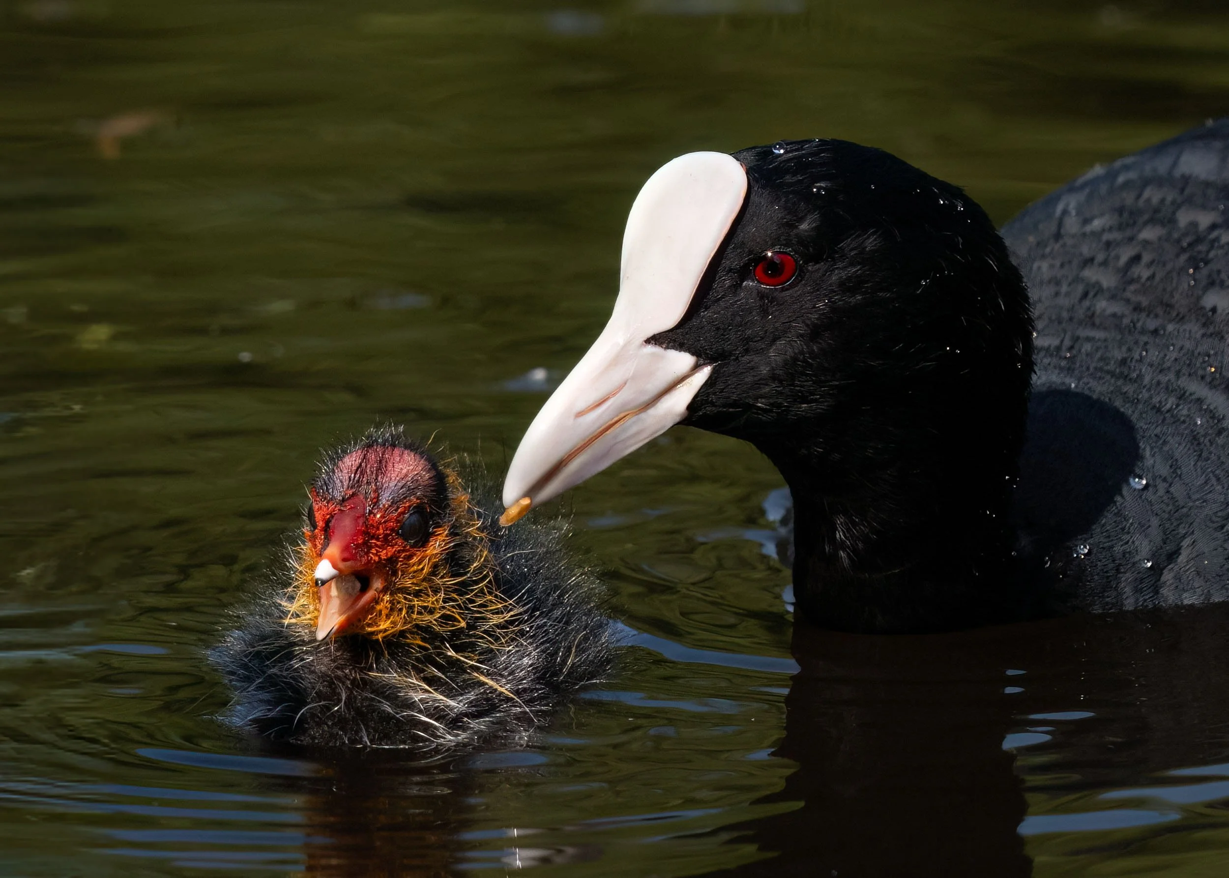Coot and Chick | Martin Mere WWT