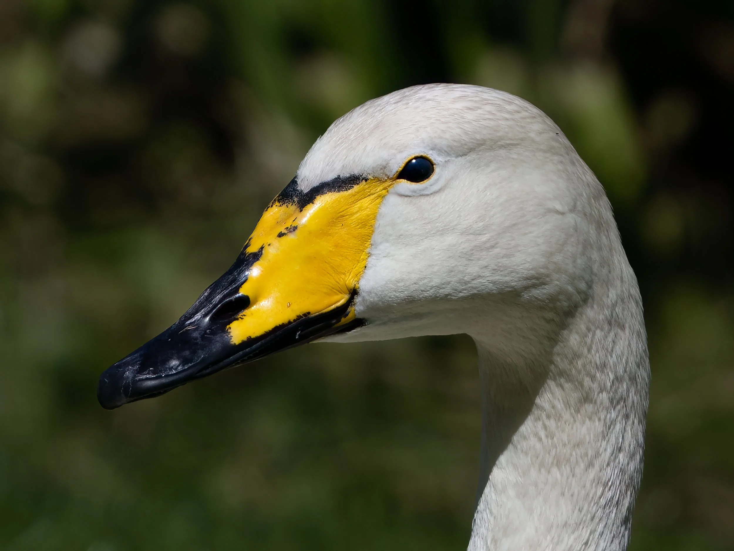 Whooper Swan | Martin Mere WWT