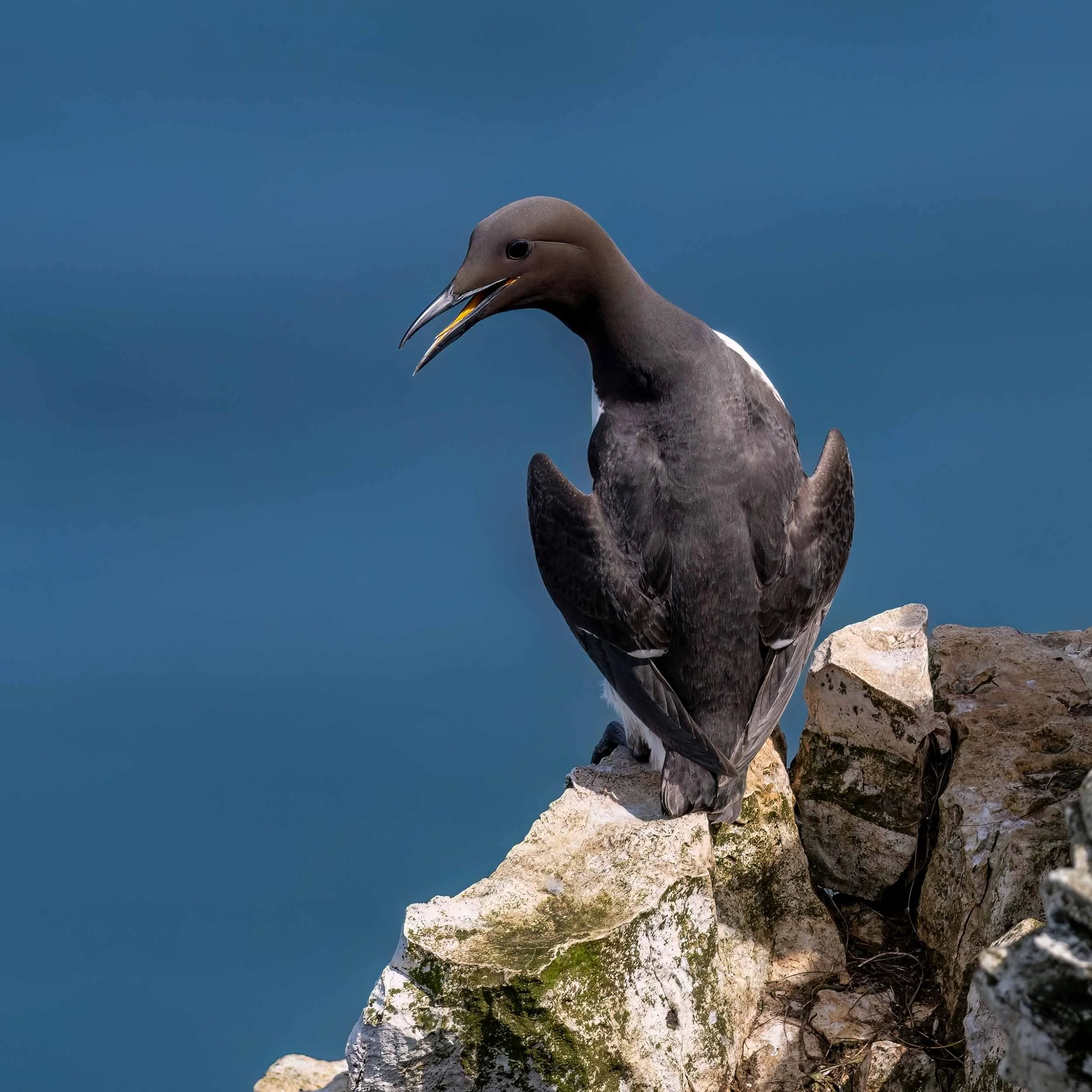 Guillemot | RSPB Bempton Cliffs