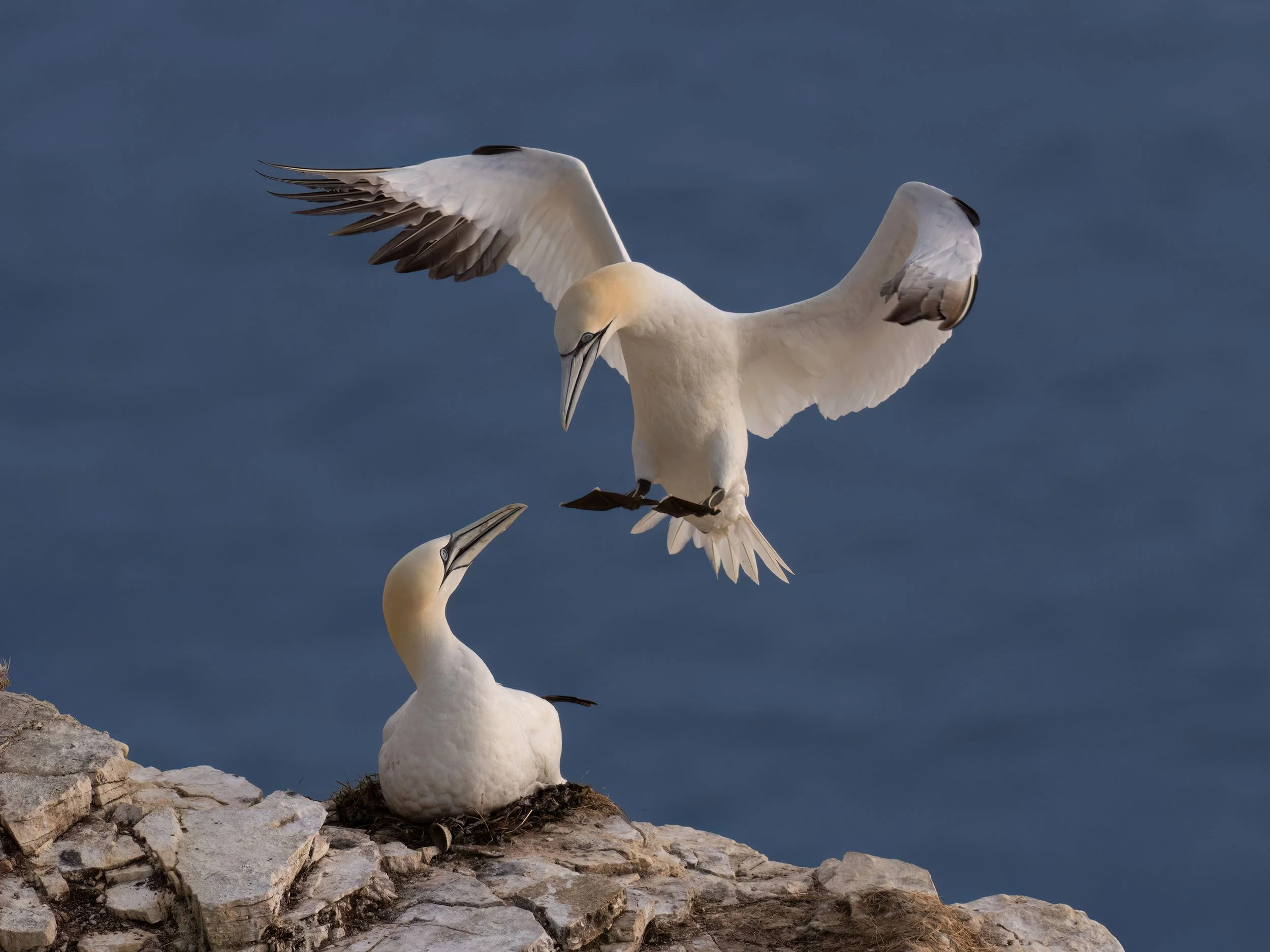 Northern Gannets | RSPB Bempton Cliffs