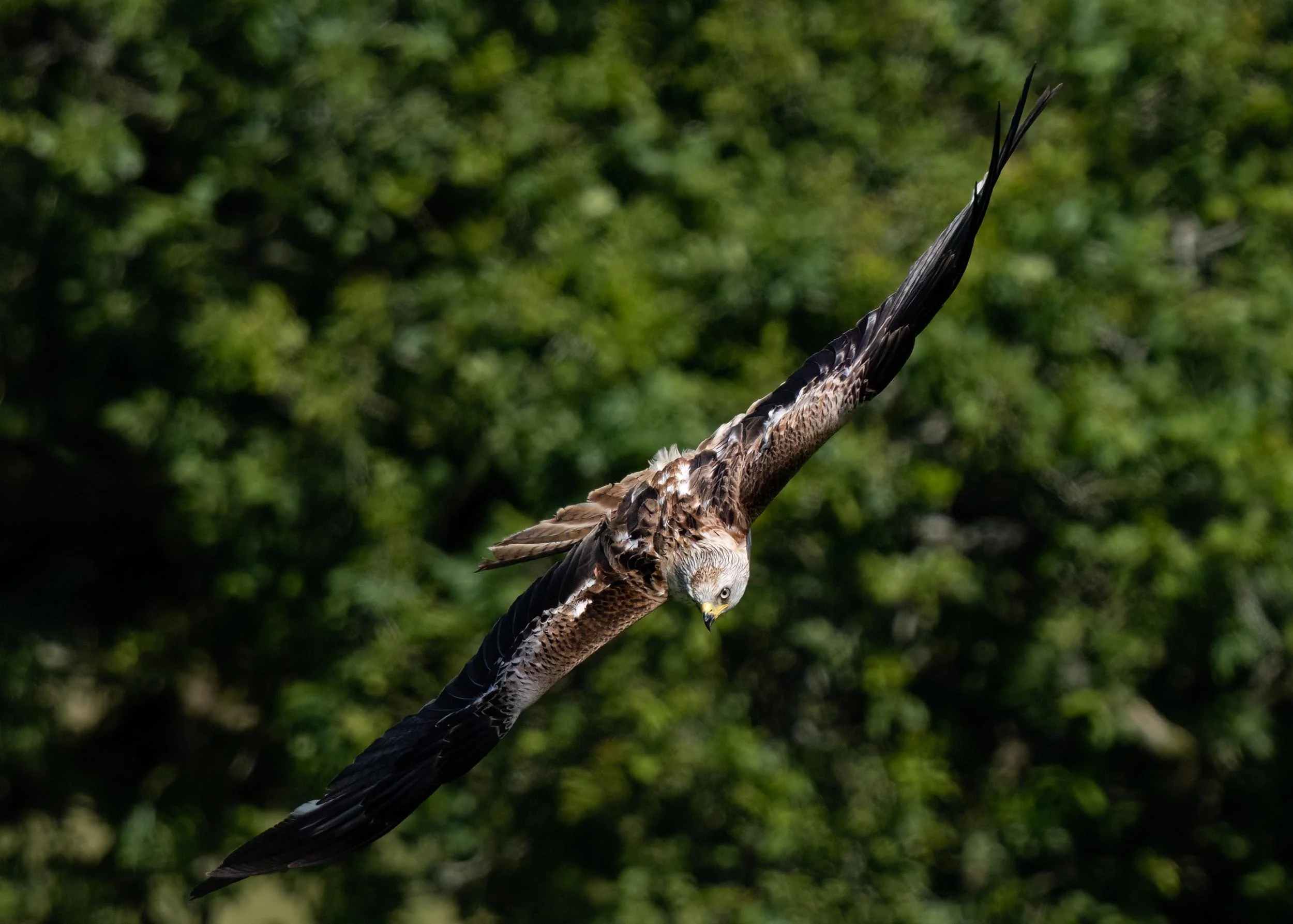 Red Kite | Gigrin Farm | Rhayader | Wales