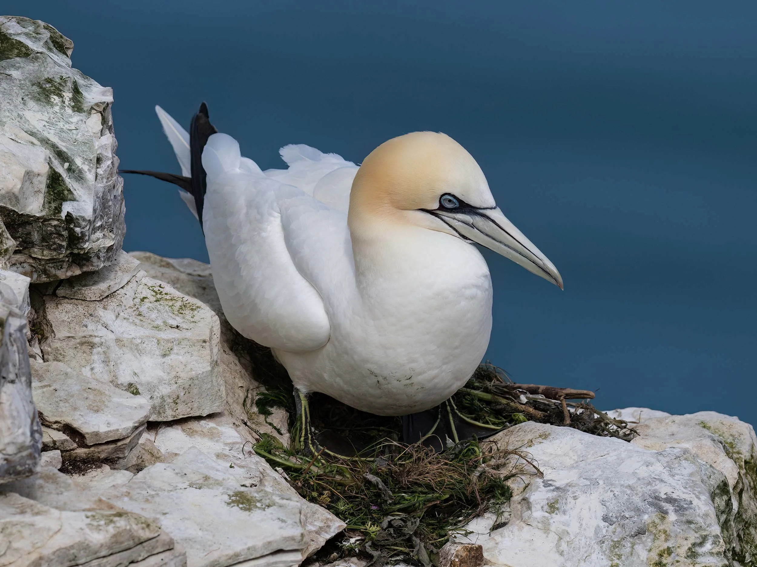 Northern Gannet | RSPB Bempton Cliffs