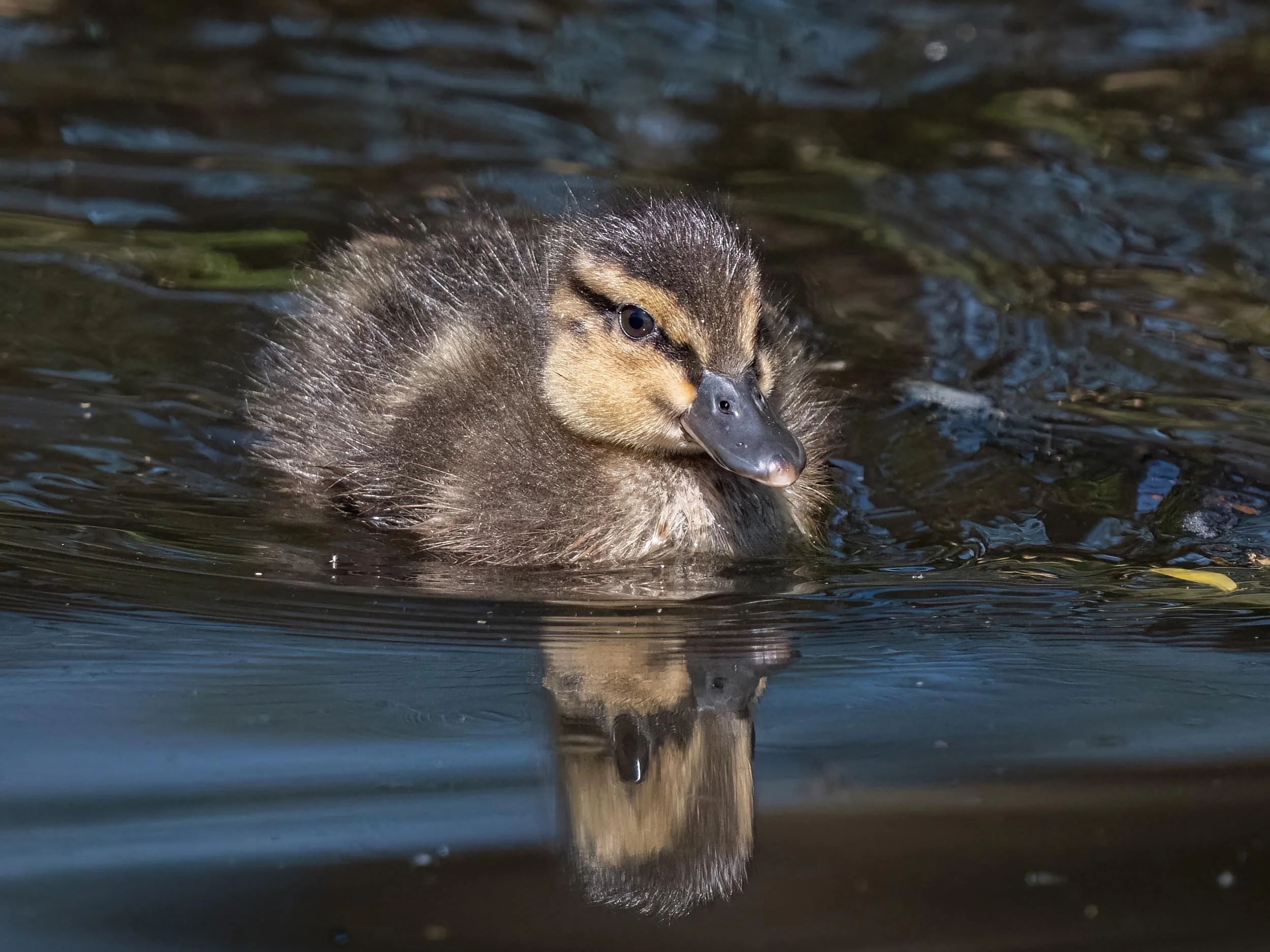 Mallard Duckling | Martin Mere WWT