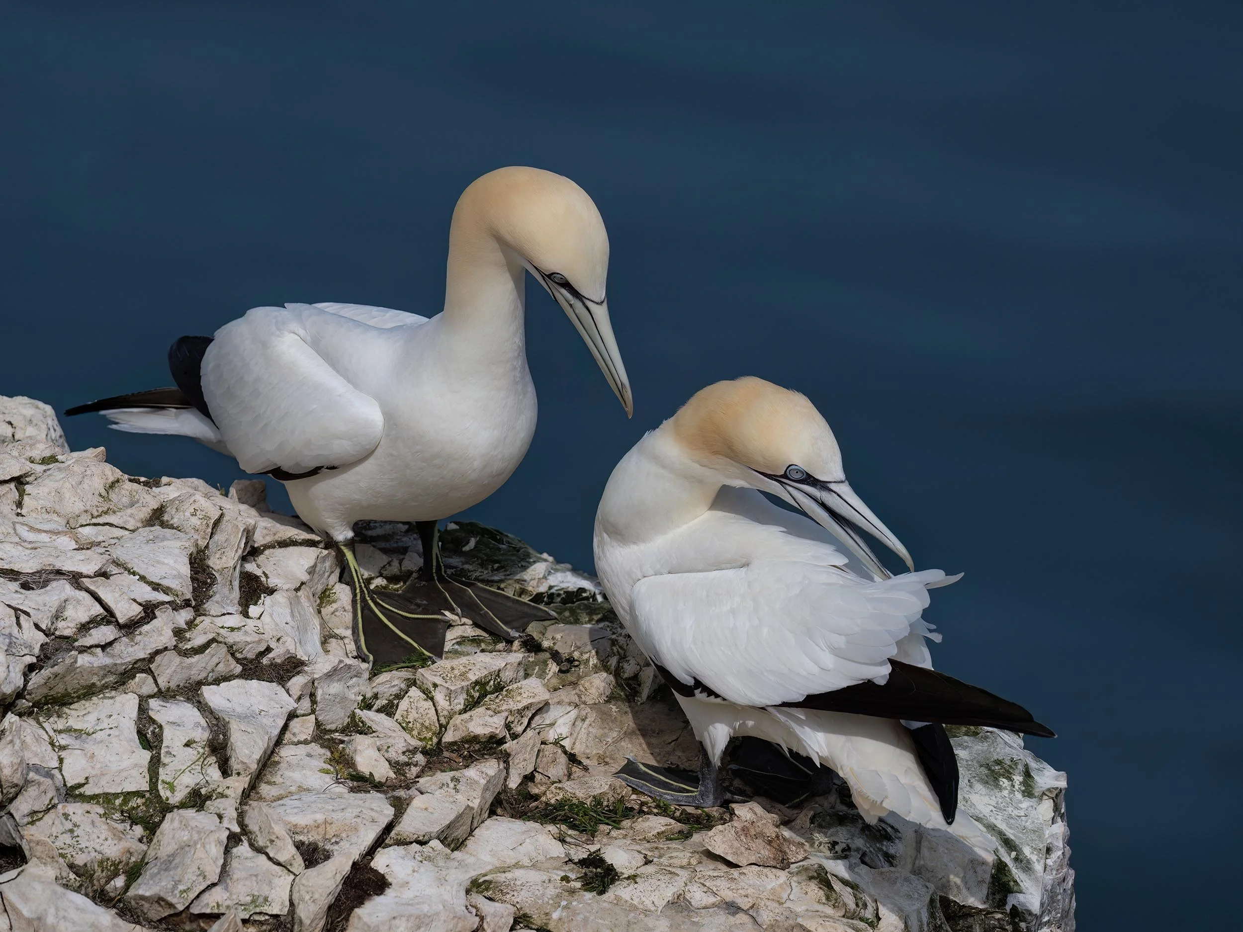 Northern Gannets | RSPB Bempton Cliffs