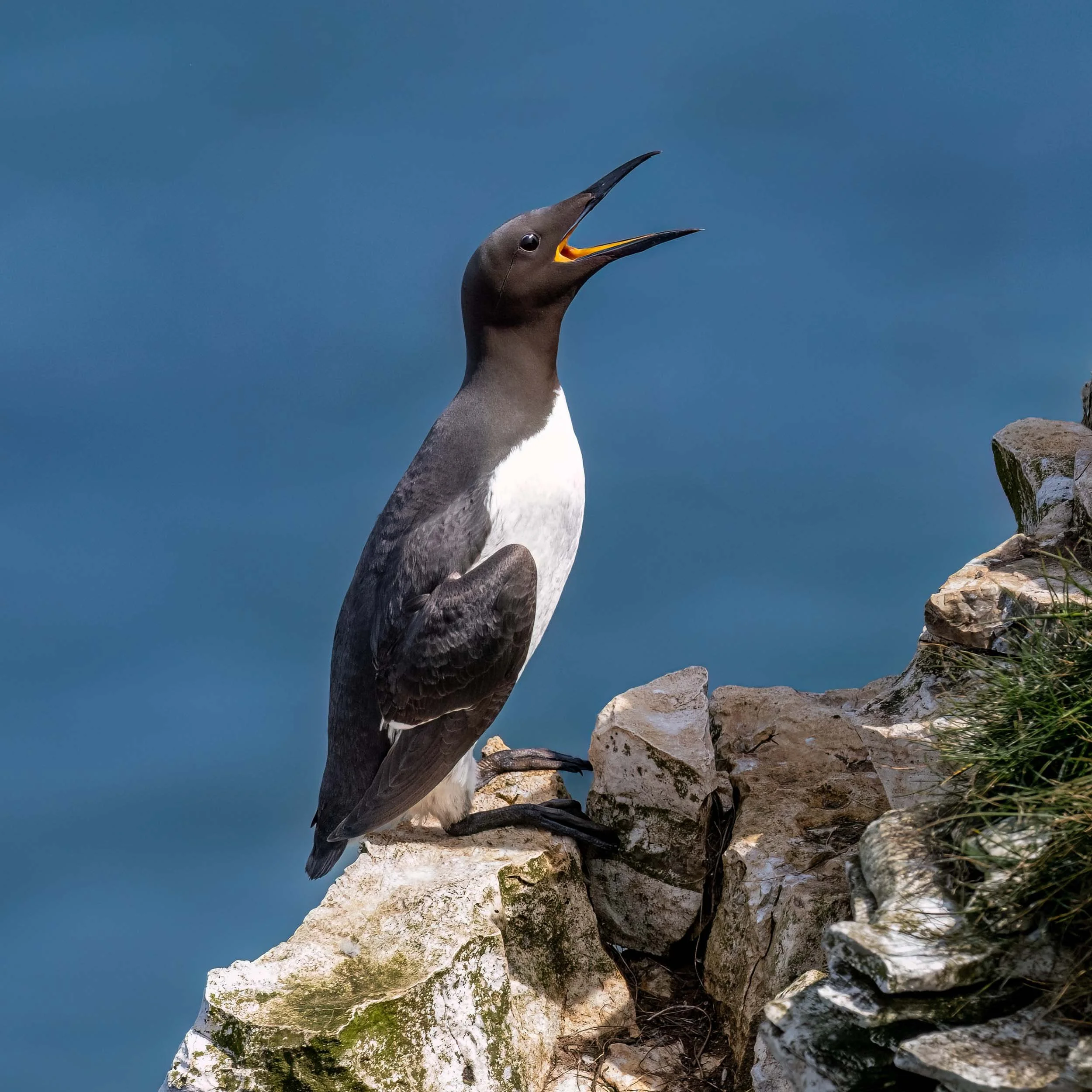 Guillemot | RSPB Bempton Cliffs