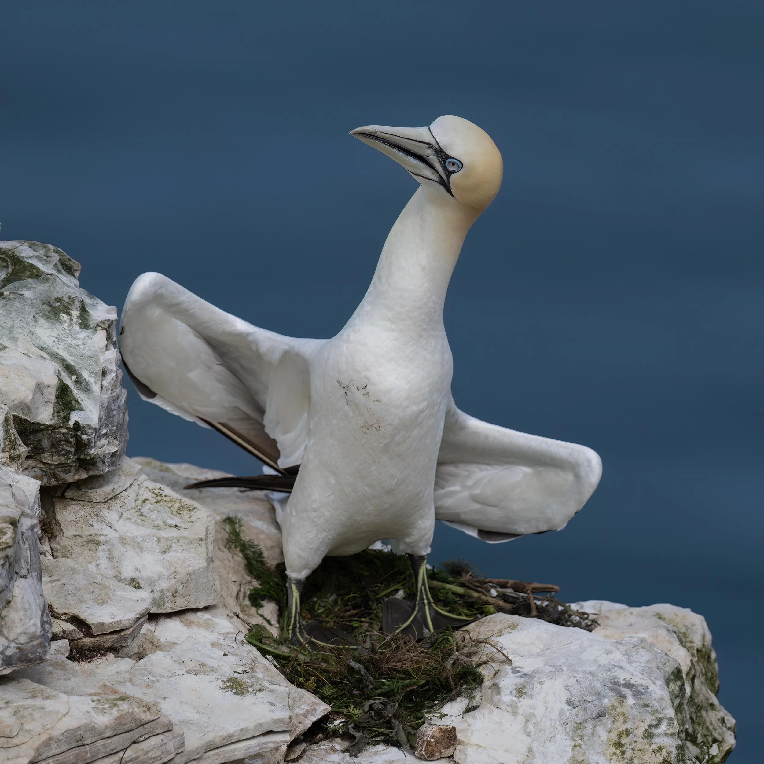 Northern Gannet | RSPB Bempton Cliffs
