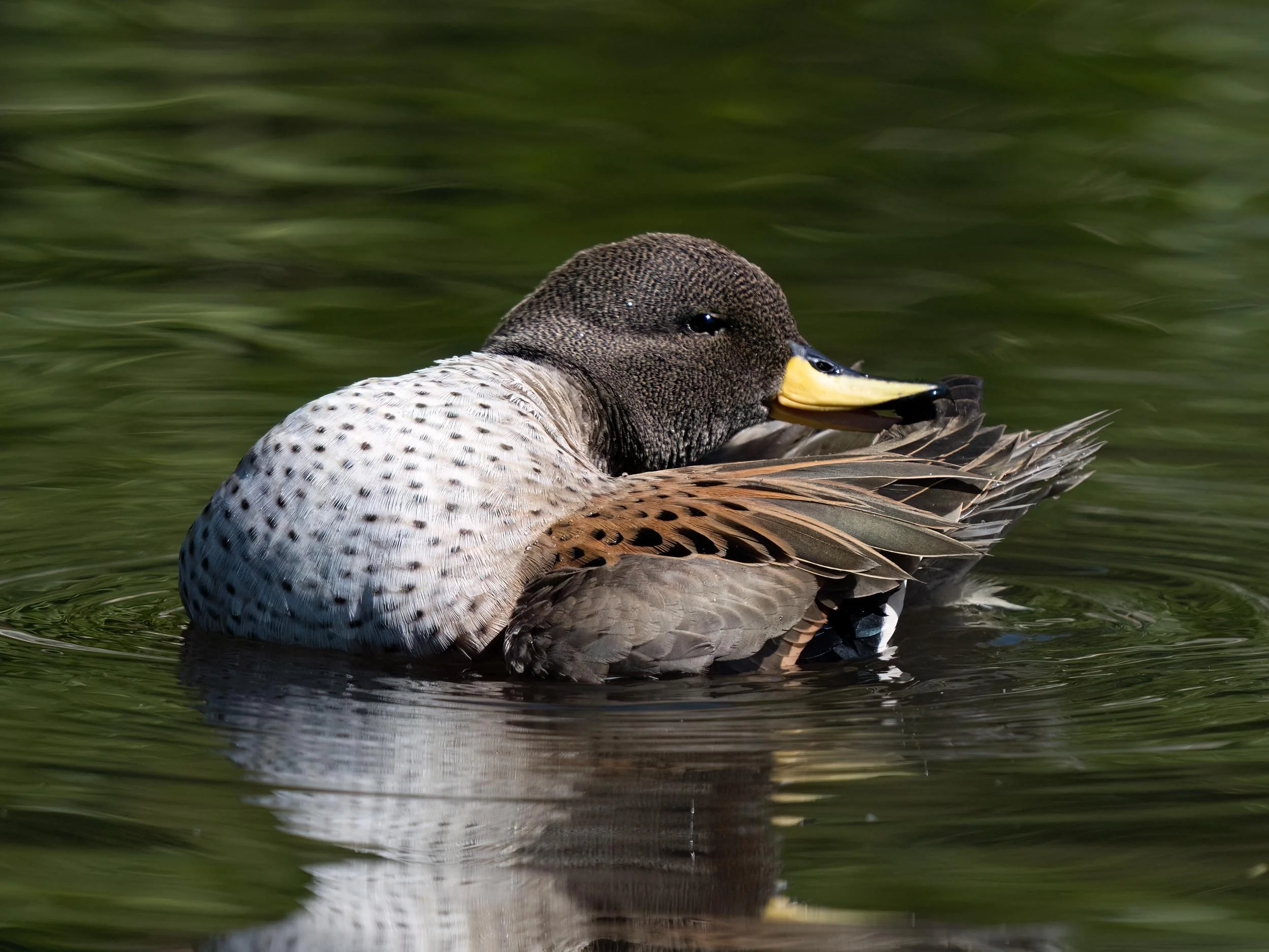 Yellow-billed Teal | Martin Mere WWT