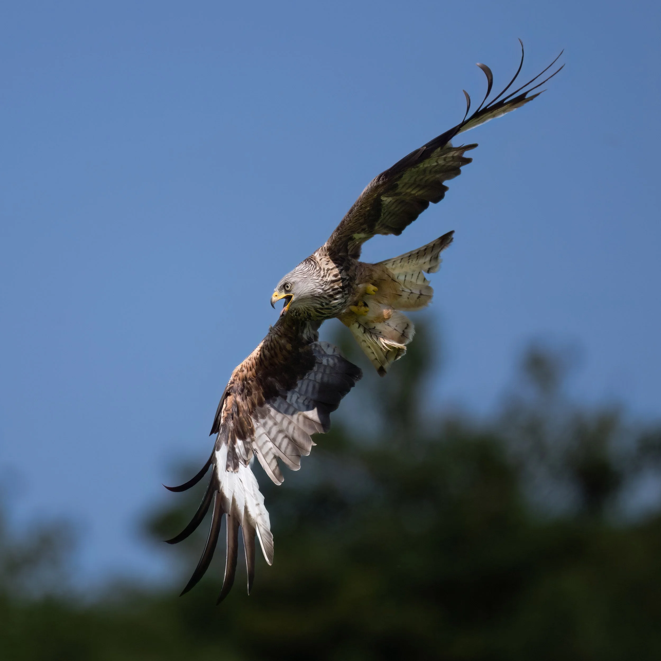 Red Kite | Gigrin Farm | Rhayader | Wales