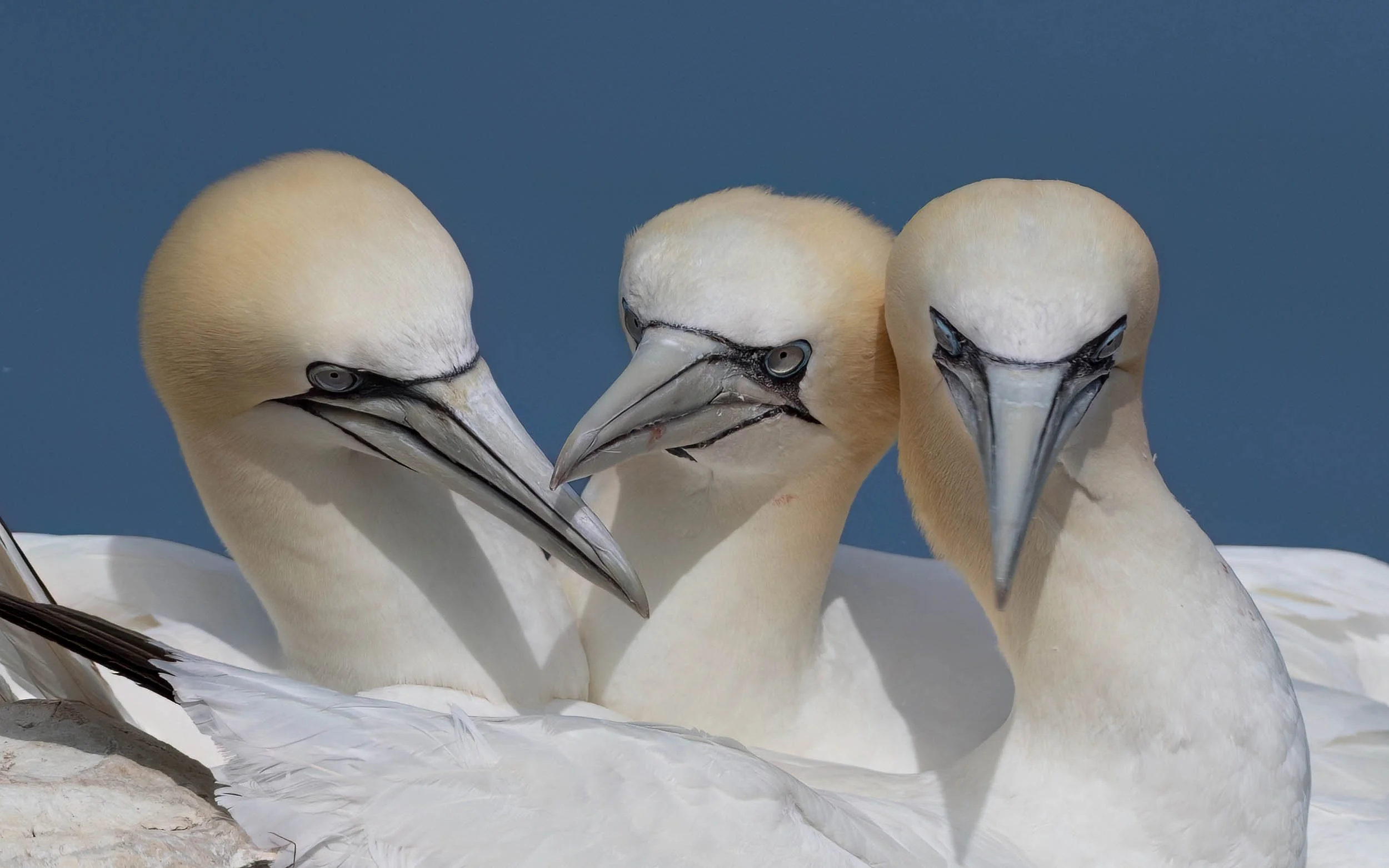 Northern Gannets | RSPB Bempton Cliffs