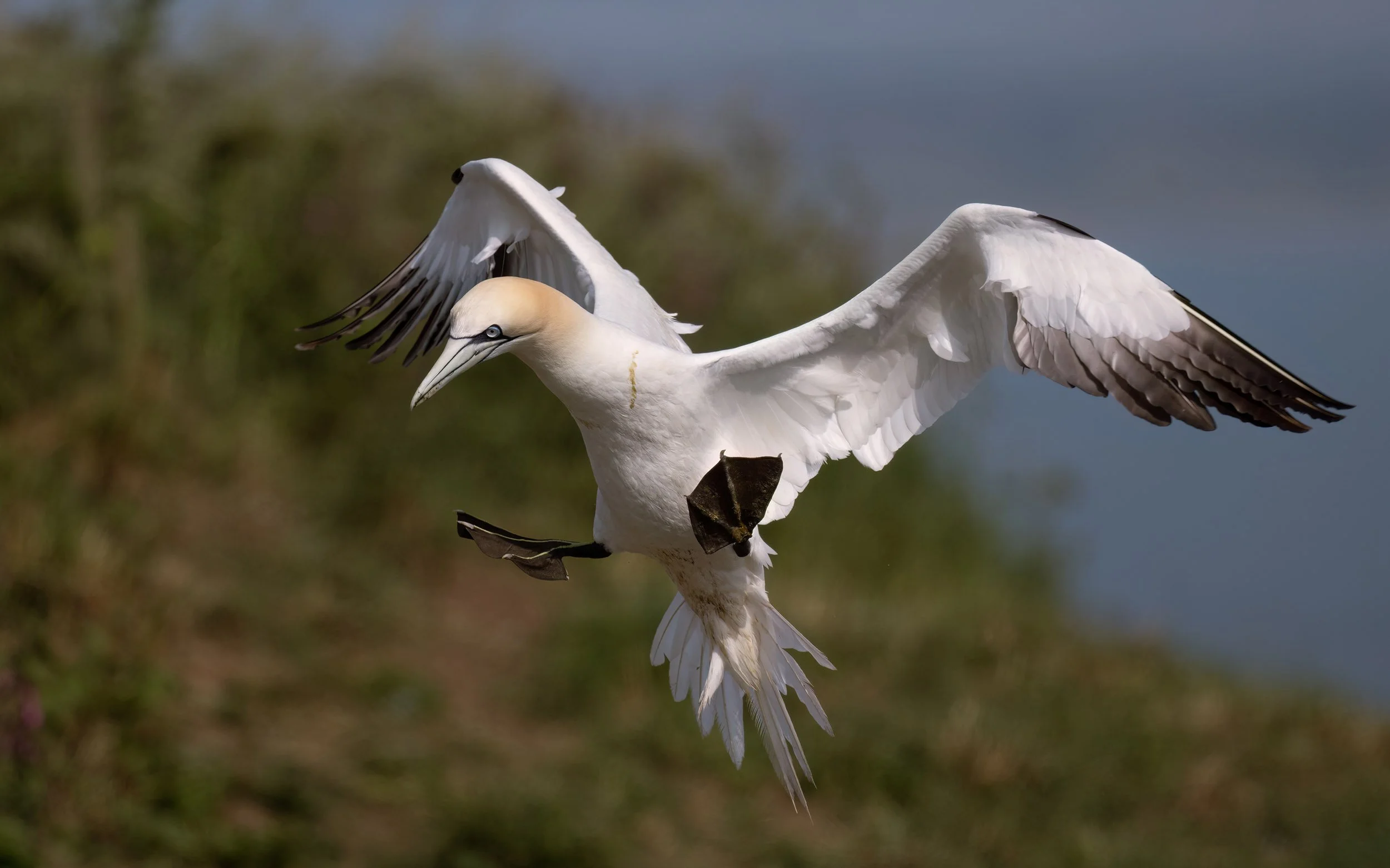 Northern Gannet | RSPB Bempton Cliffs