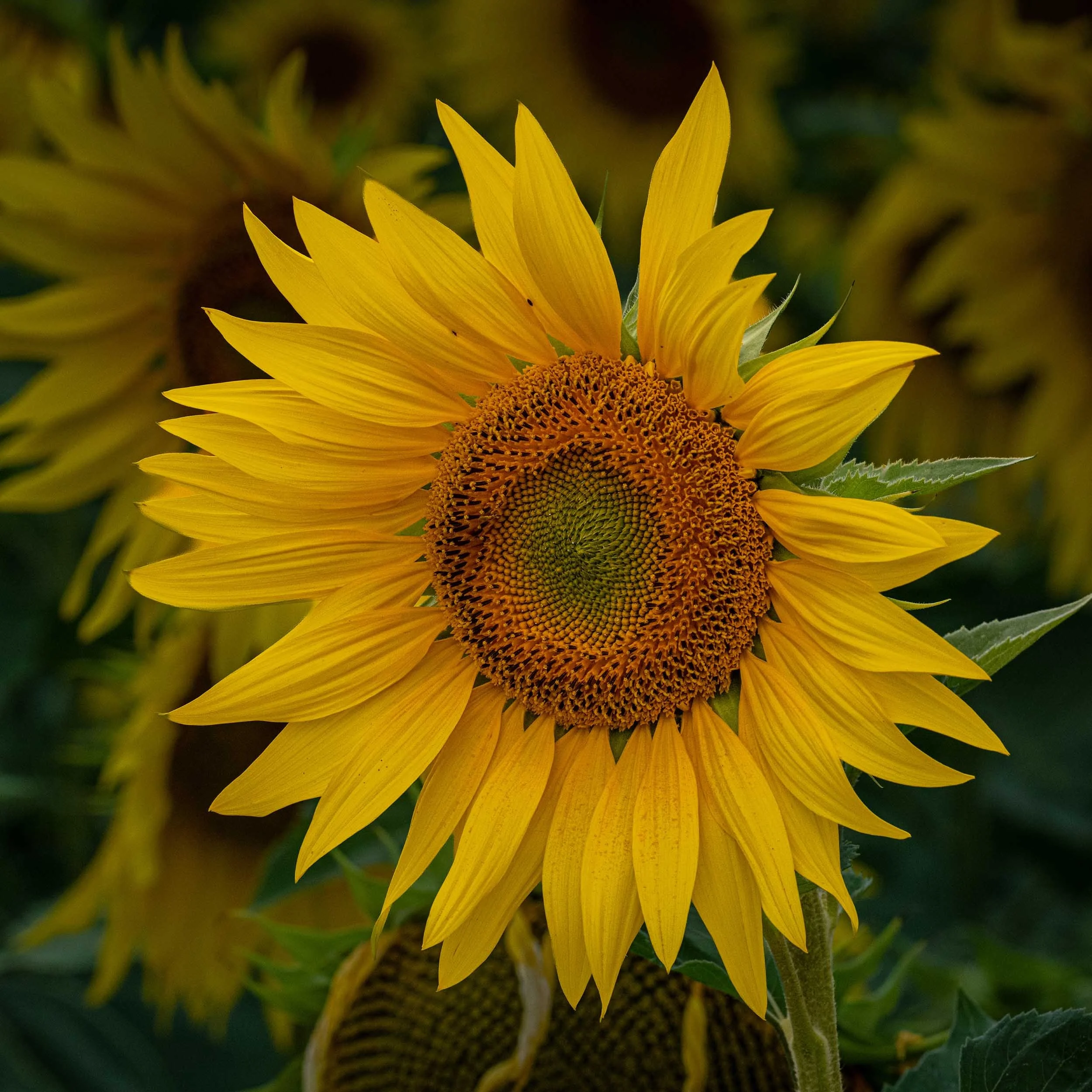 Sunflower | Barlow | England