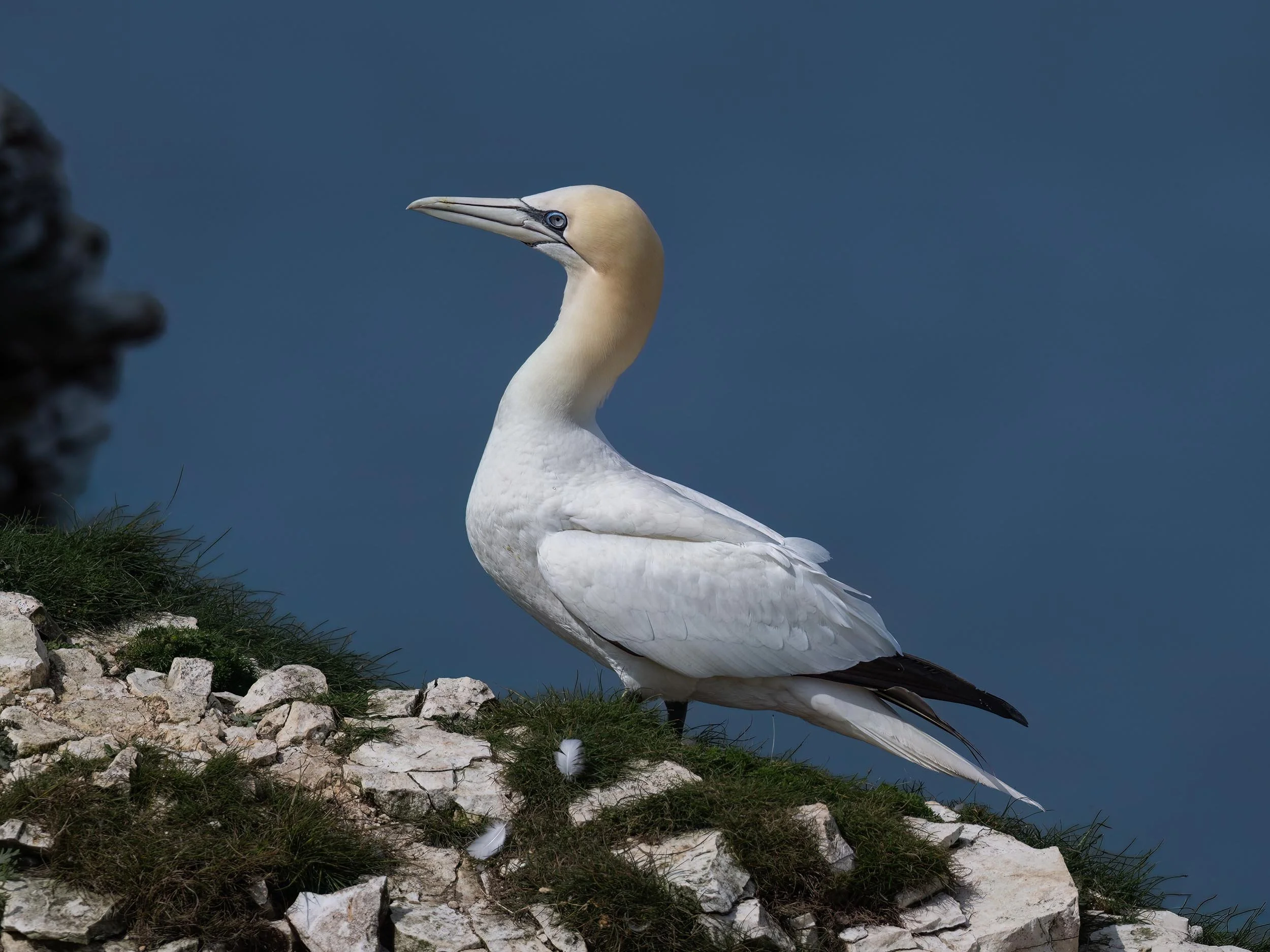 Northern Gannet | RSPB Bempton Cliffs