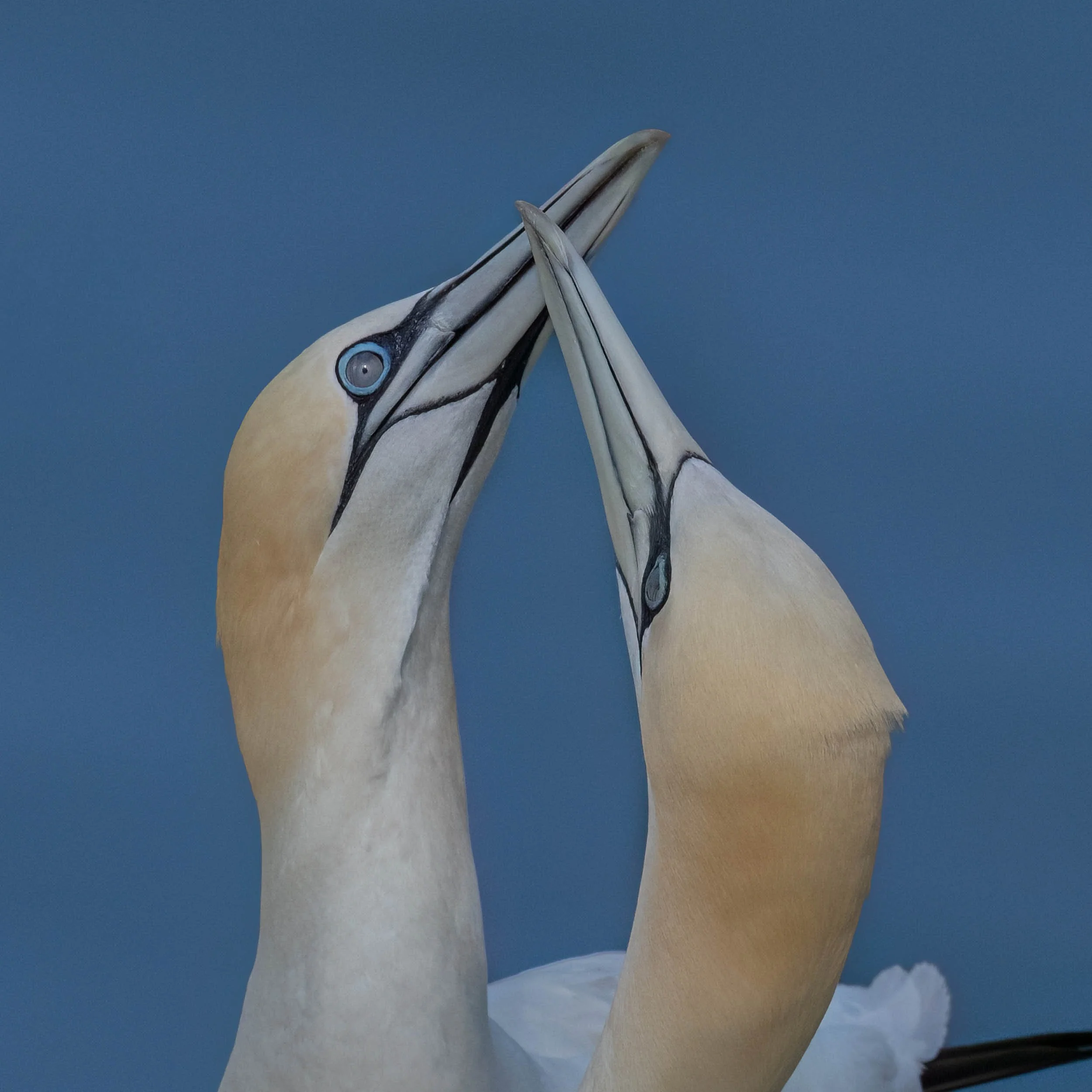 Northern Gannets | RSPB Bempton Cliffs