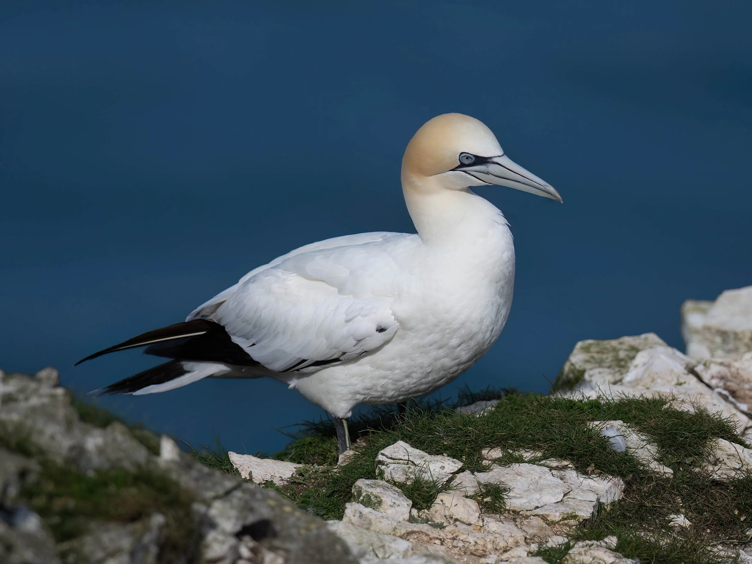 Northern Gannet | RSPB Bempton Cliffs