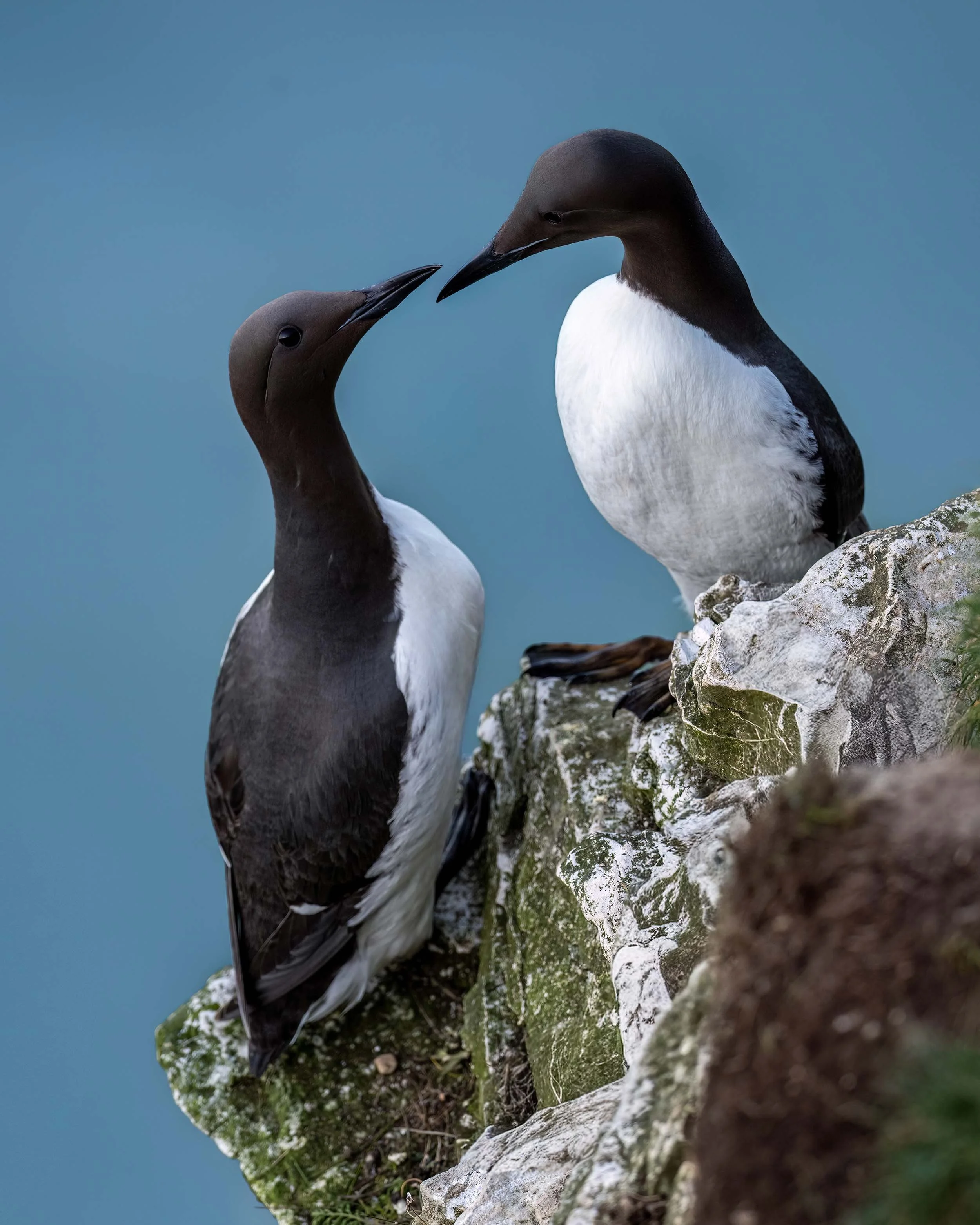 Guillemots | RSPB Bempton Cliffs