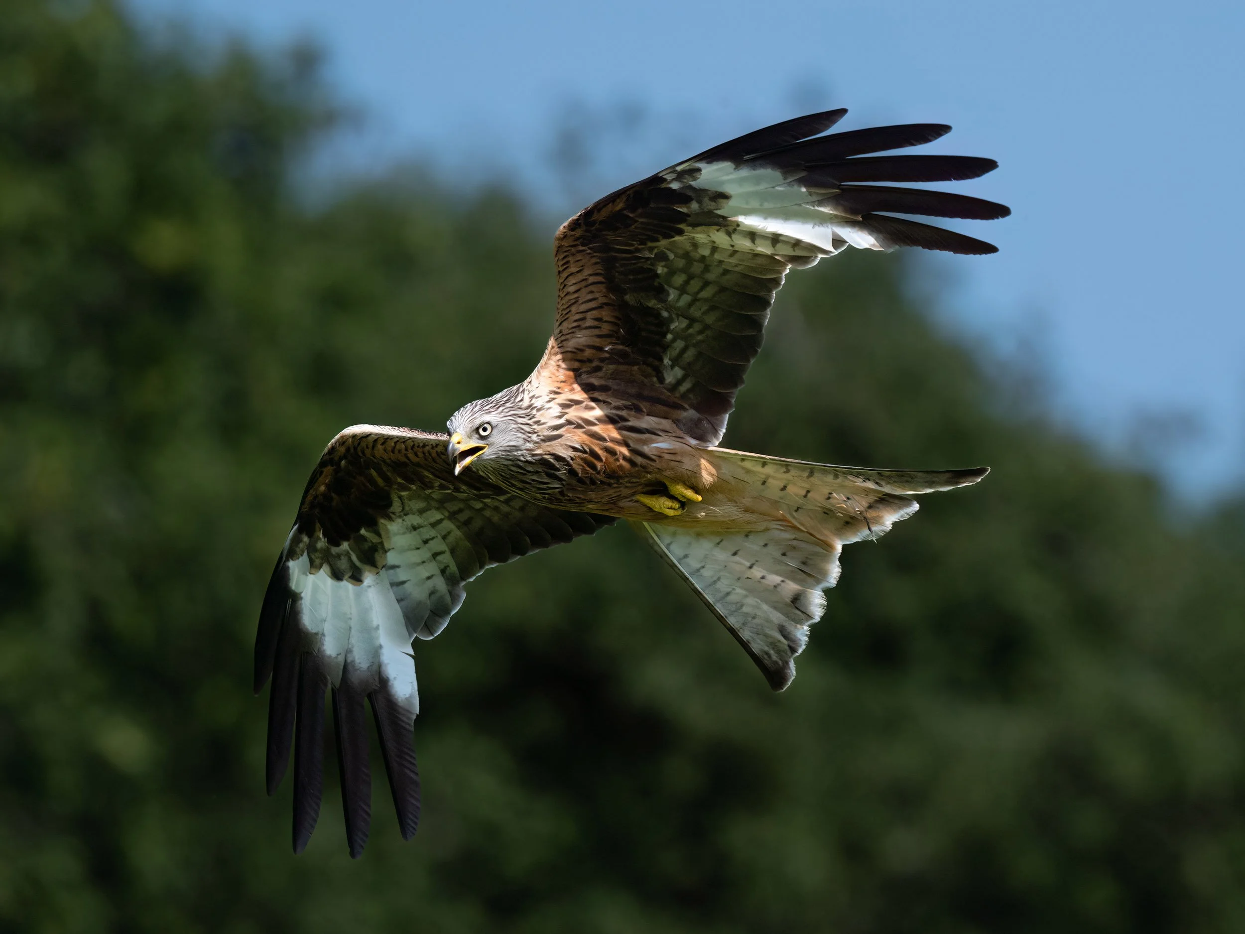 Red Kite | Gigrin Farm | Rhayader | Wales