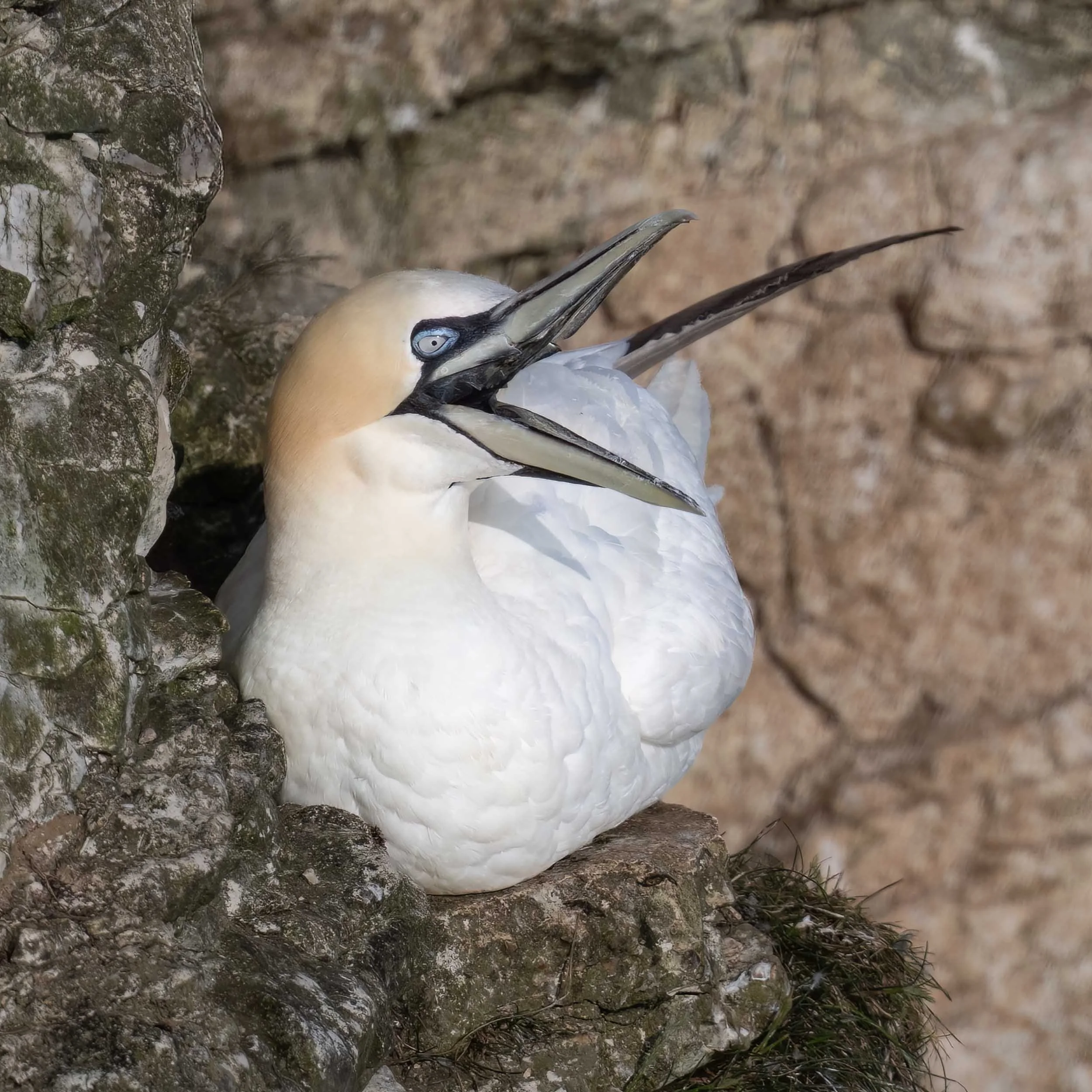 Northern Gannet | RSPB Bempton Cliffs